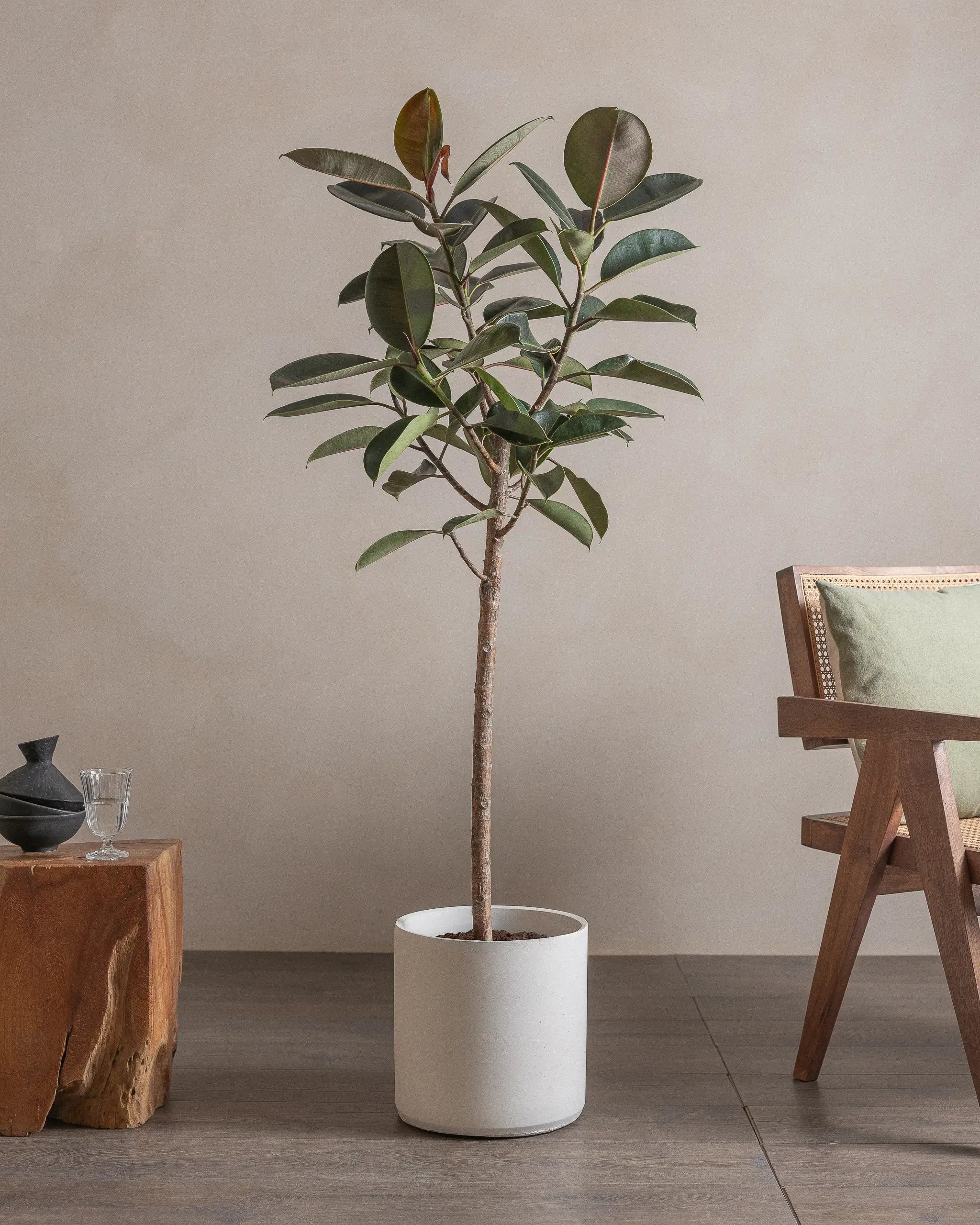 Branched-Rubber-Tree-150cm-Circle-Chalk-White-Plntd-Lifestyle-2