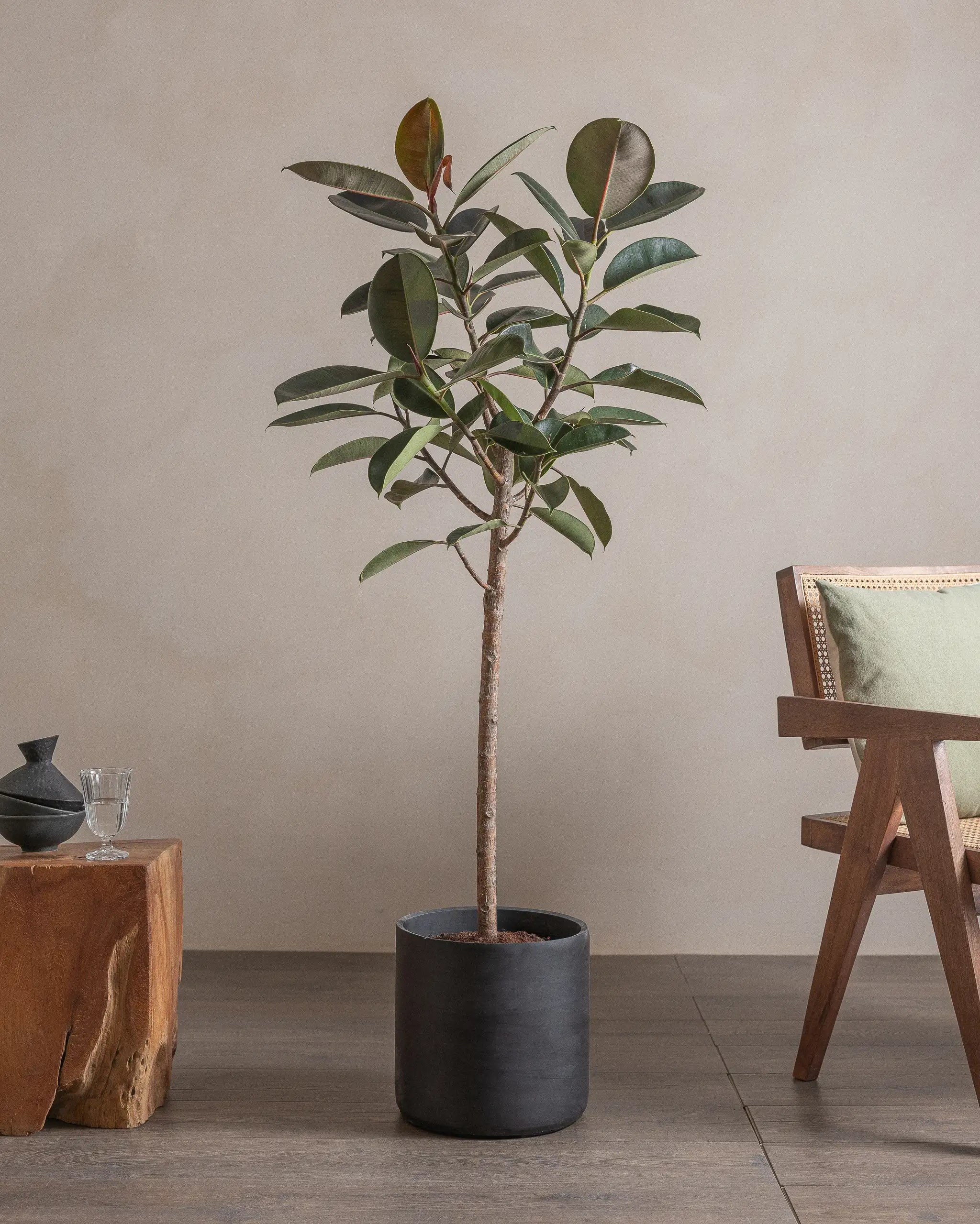 Branched-Rubber-Tree-150cm-Circle-Charcoal-Black-Plntd-Lifestyle-8