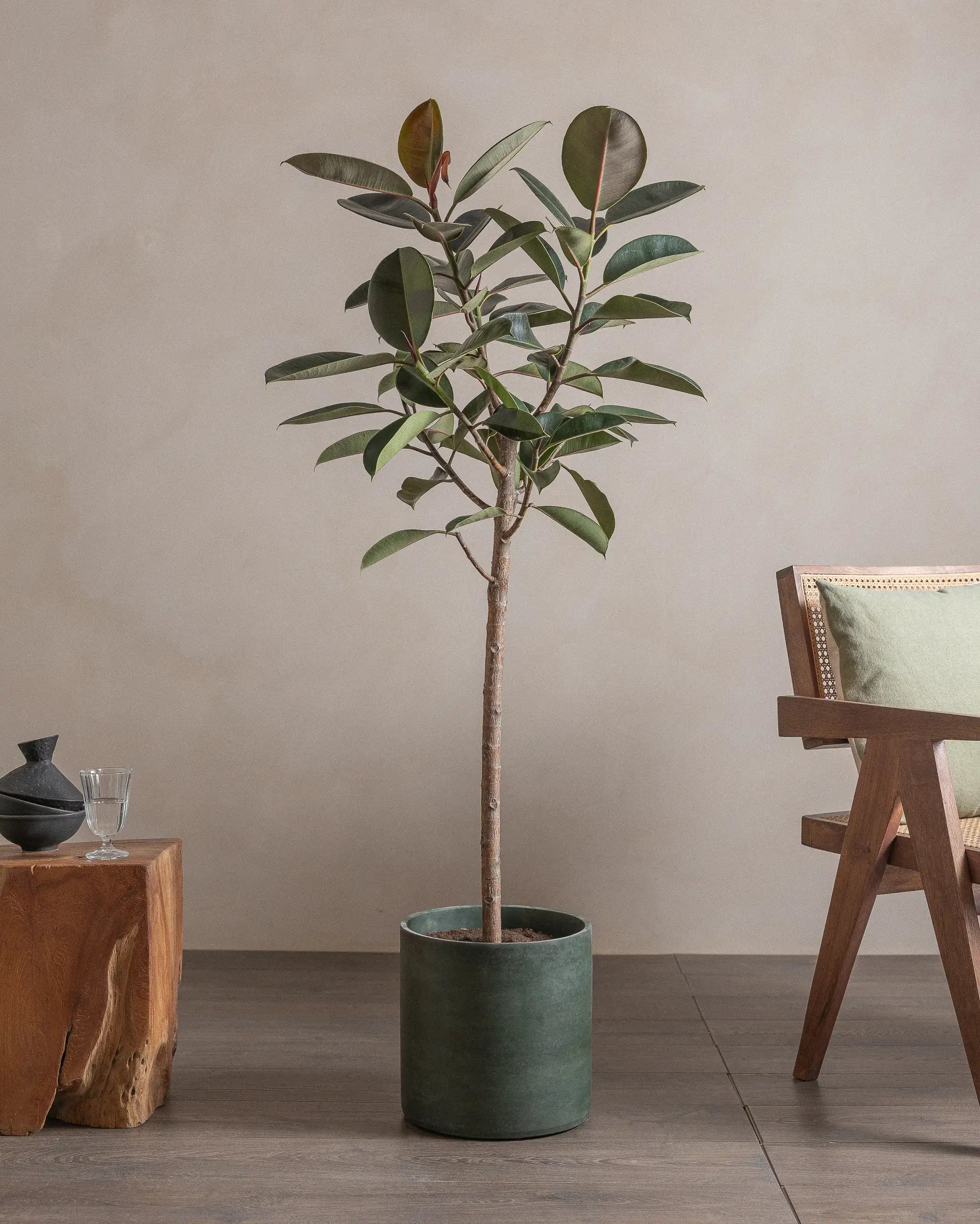 Branched-Rubber-Tree-150cm-Circle-Olive-Green-Plntd-Lifestyle-7
