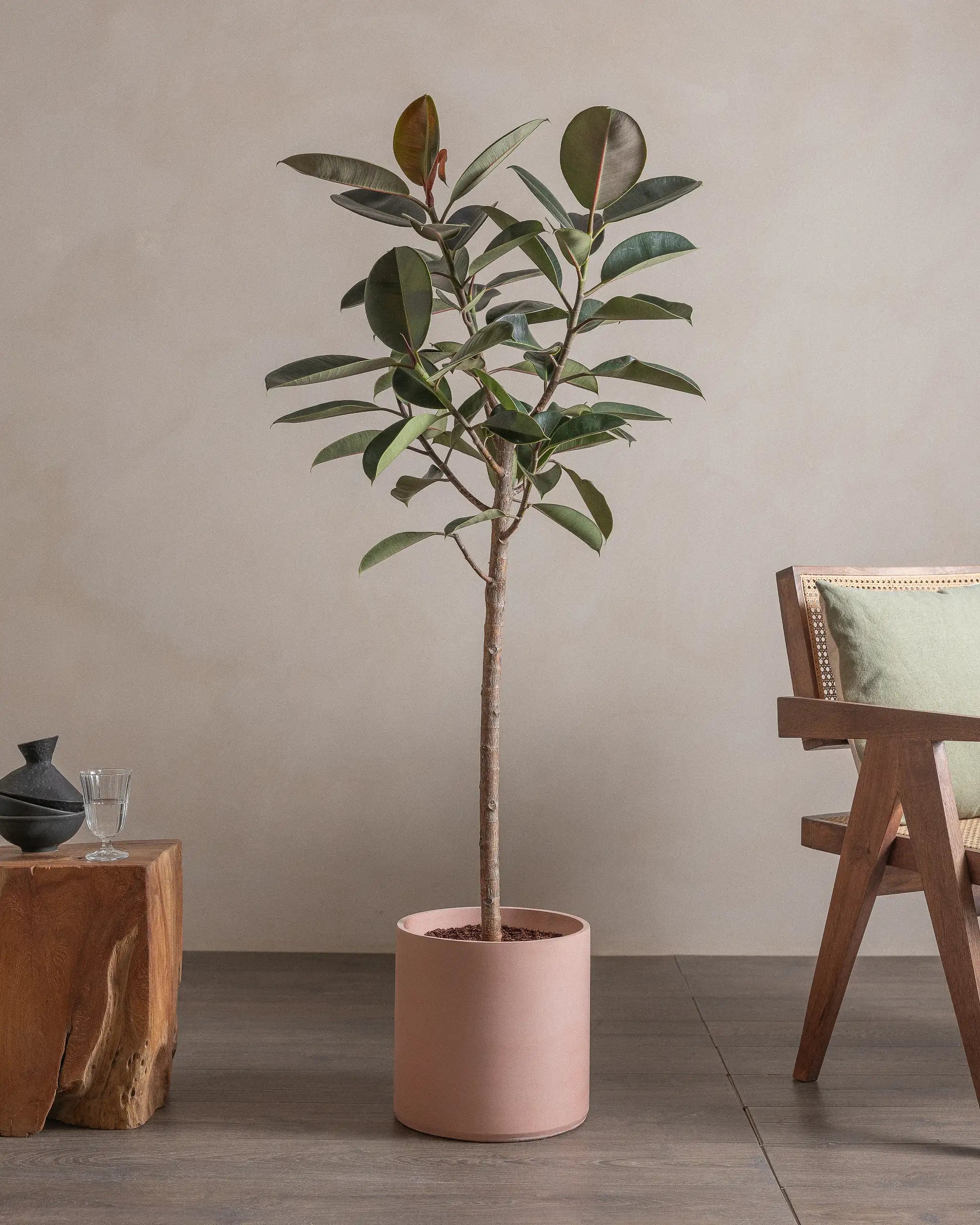 Branched-Rubber-Tree-150cm-Circle-Rose-Pink-Plntd-Lifestyle-3