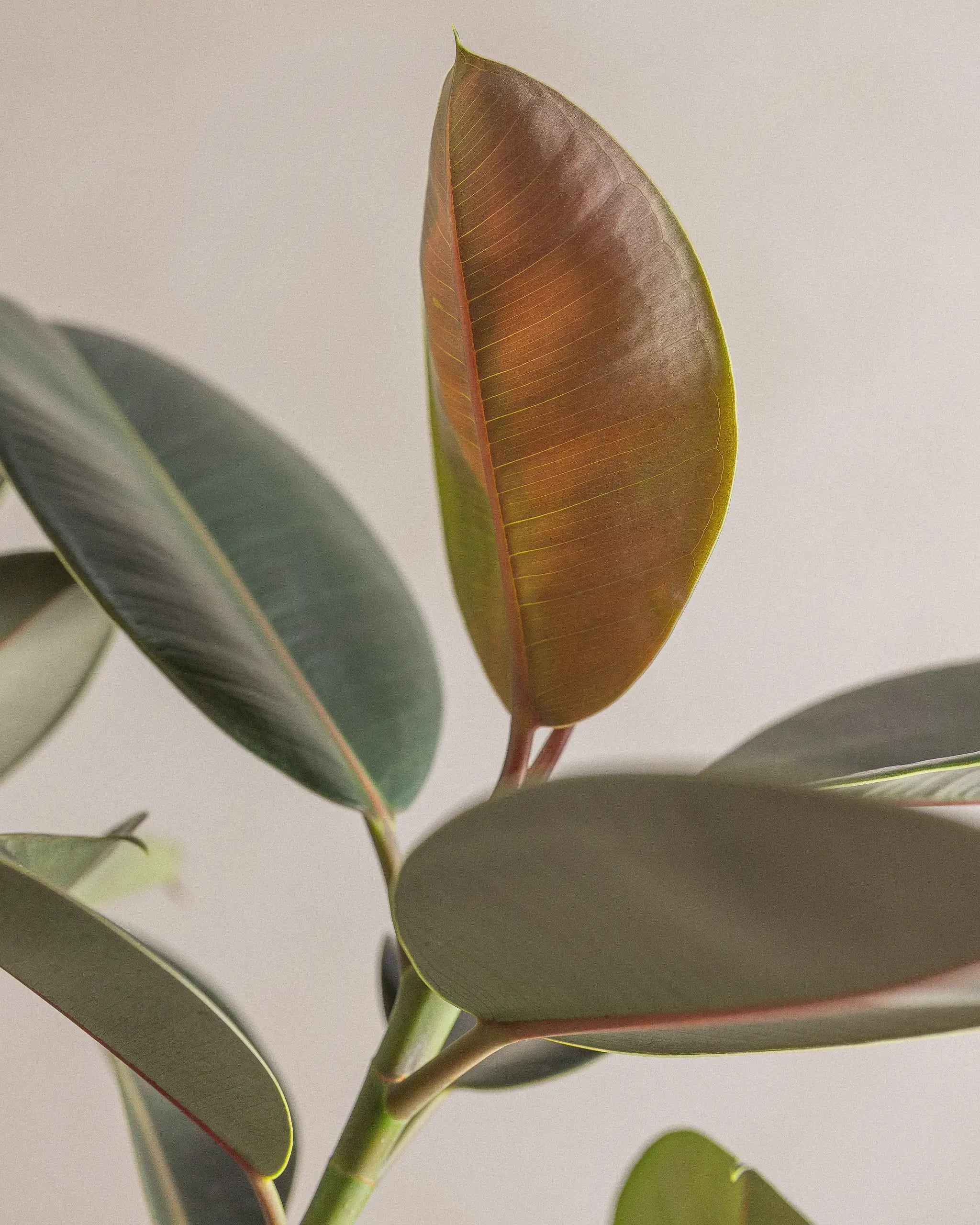 Branched-Rubber-Tree-Plntd-Macro-9