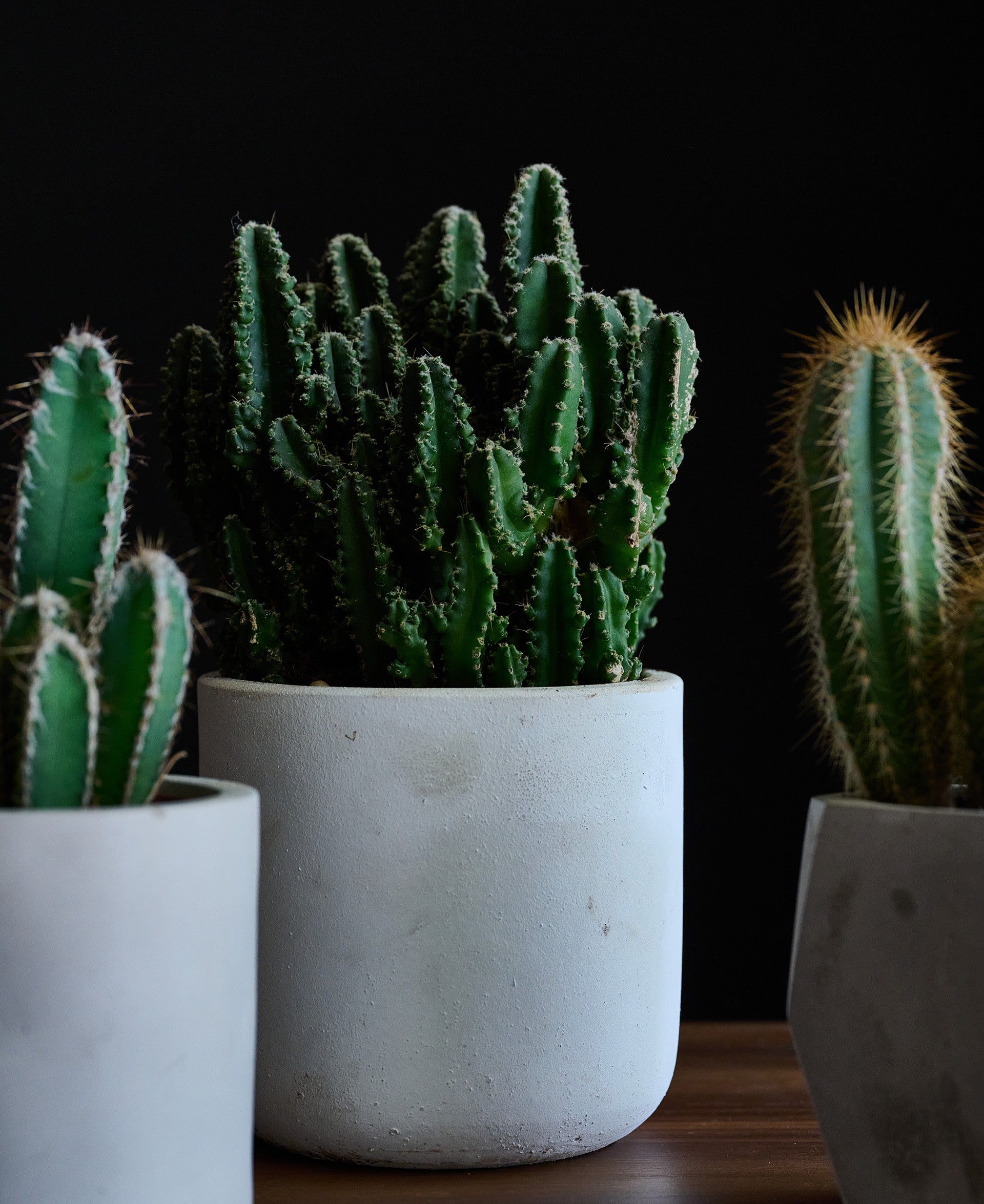 Close up shot of cacti potted in concrete planters