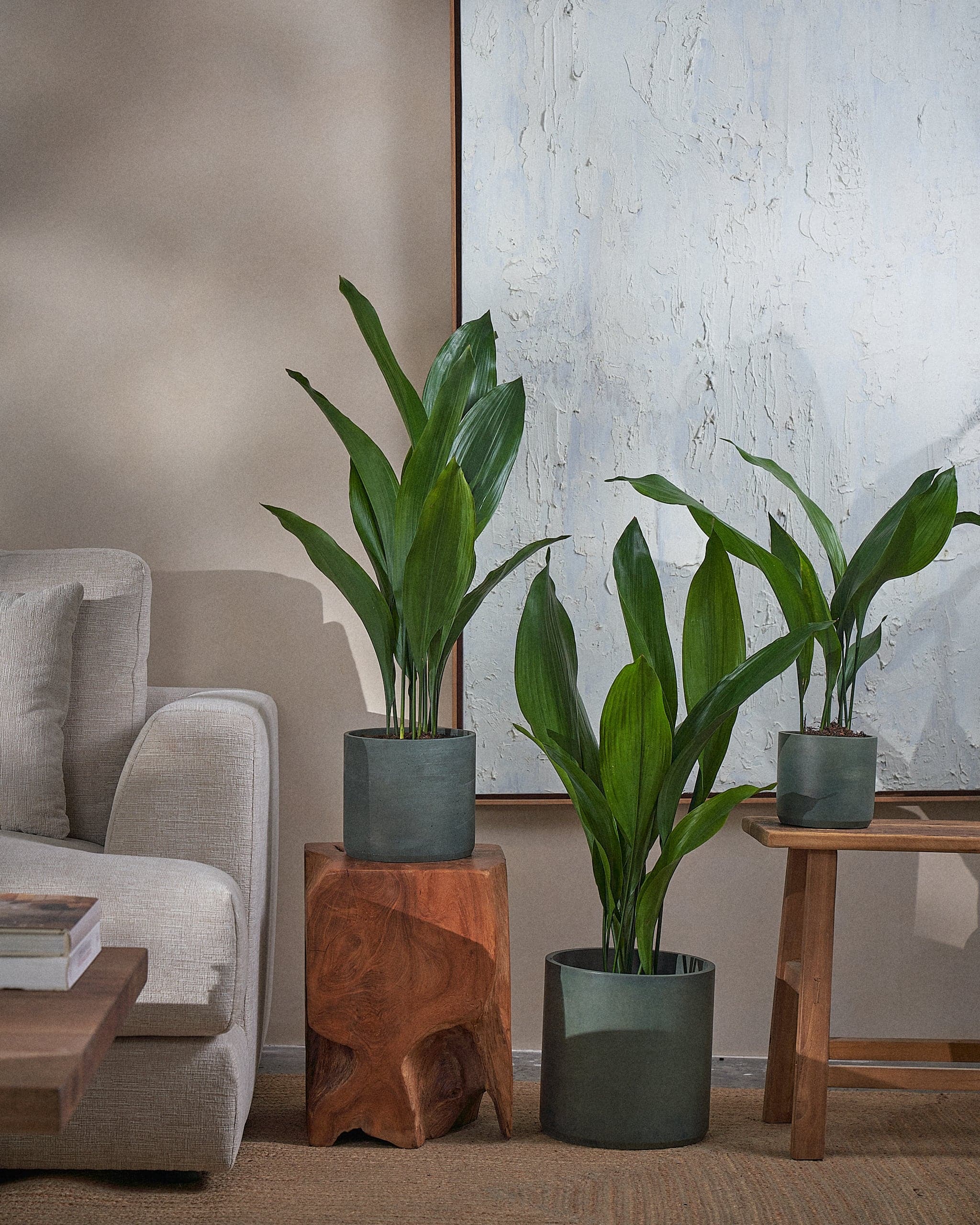 Cast-Iron-Plant-Plntd-Group