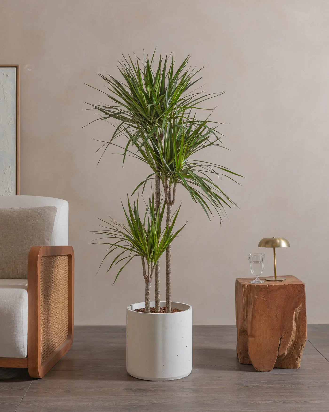 Crimson-Dragon-Tree-150cm-Circle-Chalk-White-Plntd-Lifestyle-18