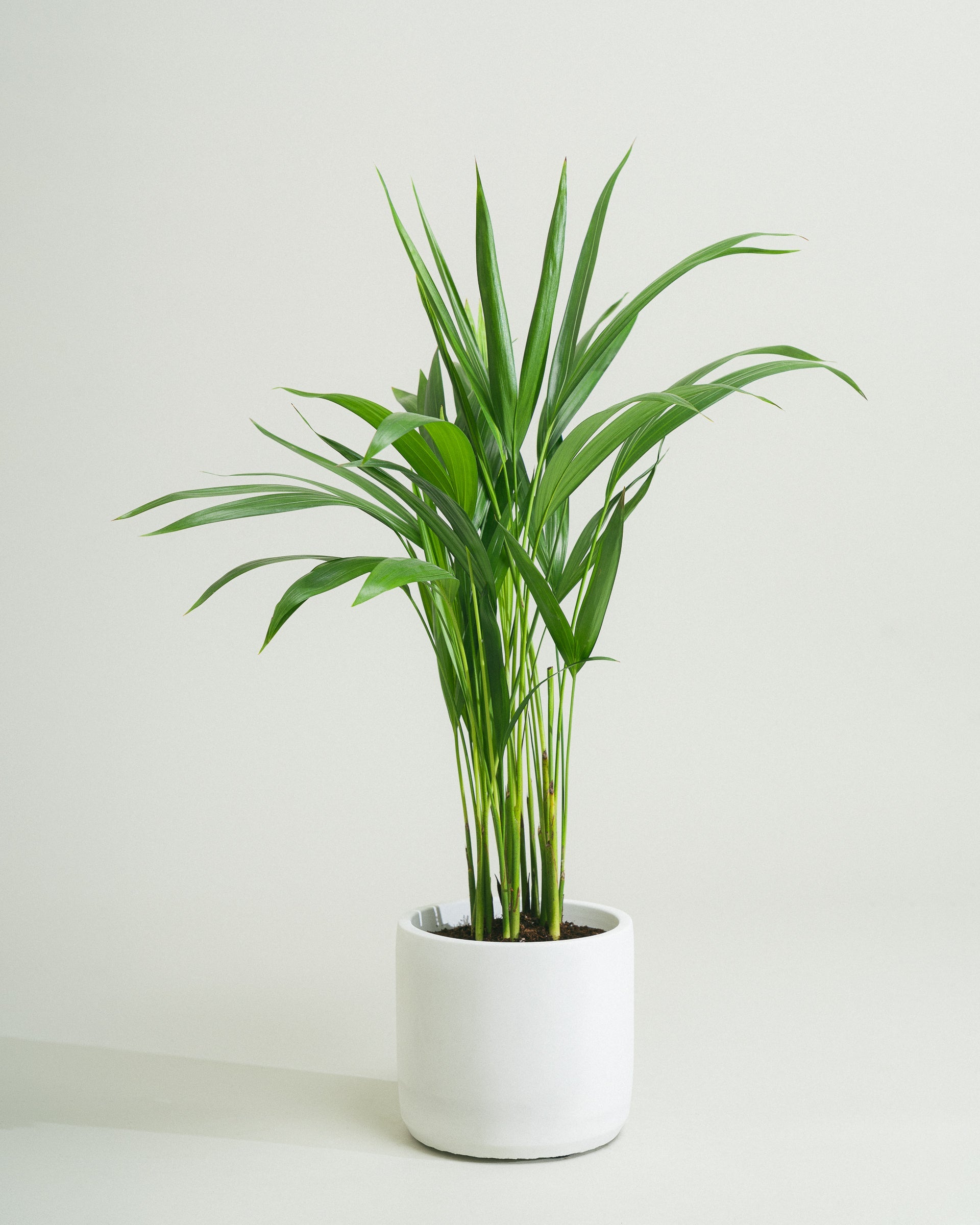 FREE-GIFT-Areca-Palm-50cm-Circle-Chalk-White-Plntd-Lifestyle