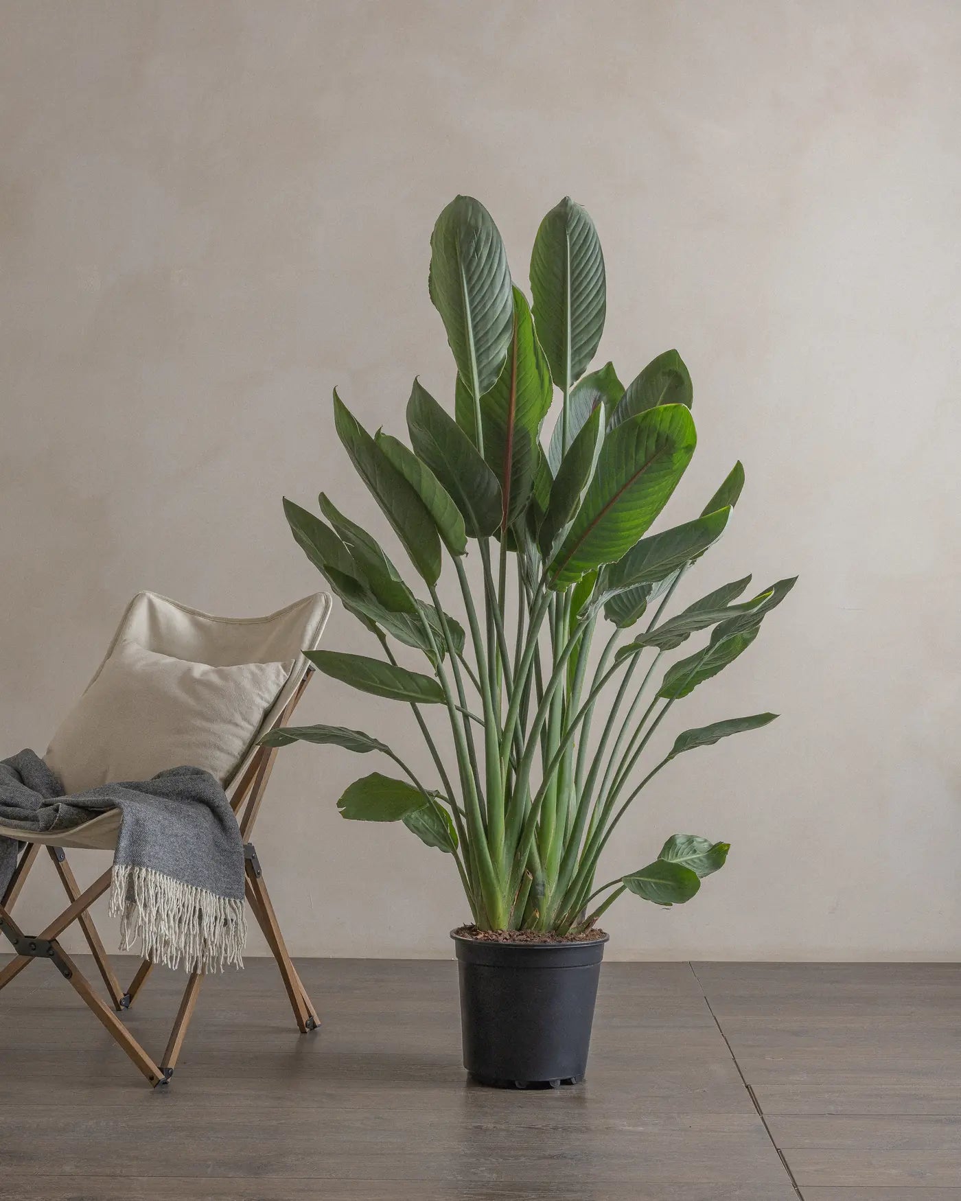 Fan-Shaped-Bird-of-Paradise-150cm-Nursery-Default-Plntd-Lifestyle