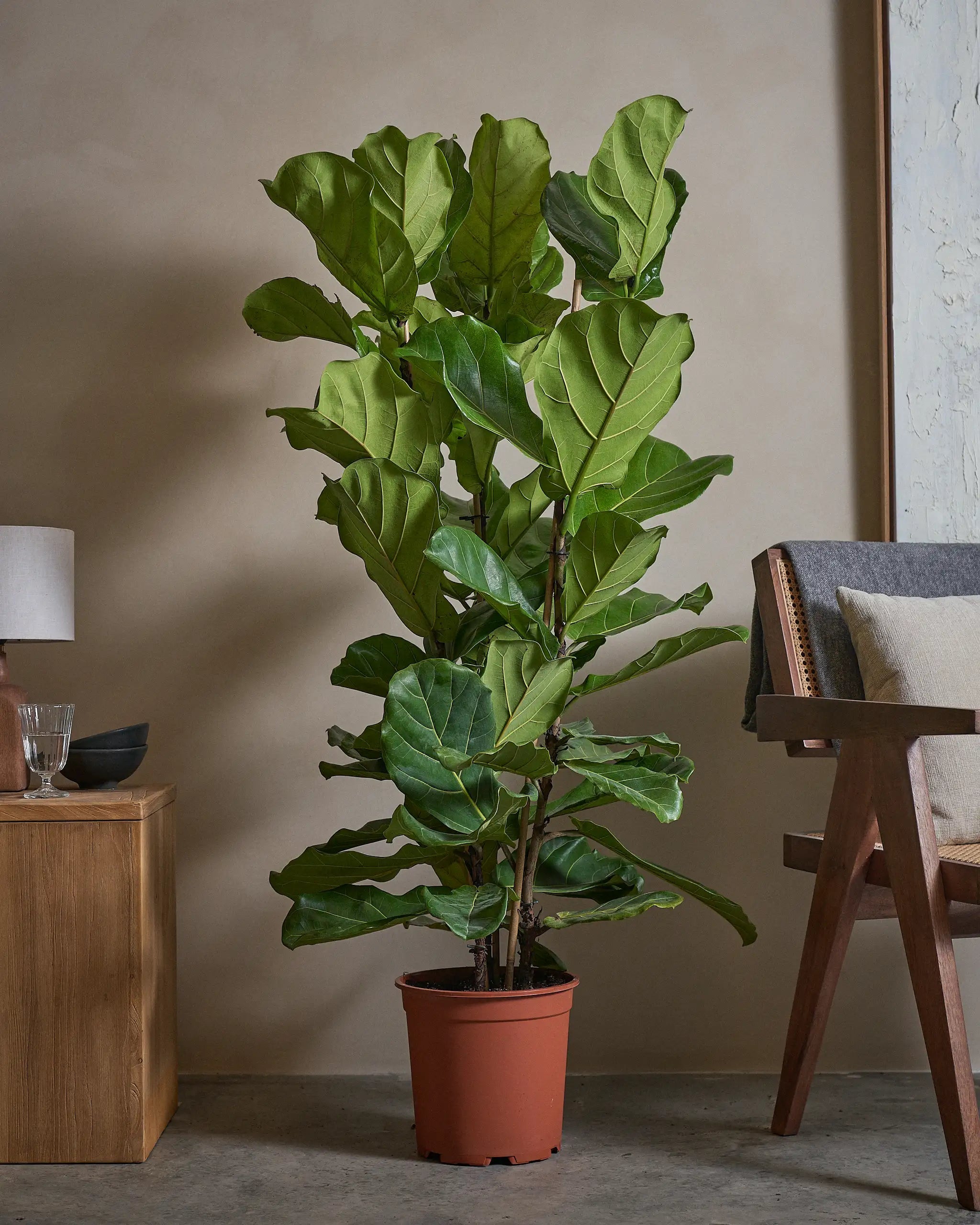 Fiddle-Plant-140cm-Nursery-Pot-Default-Plntd-Lifestyle-10