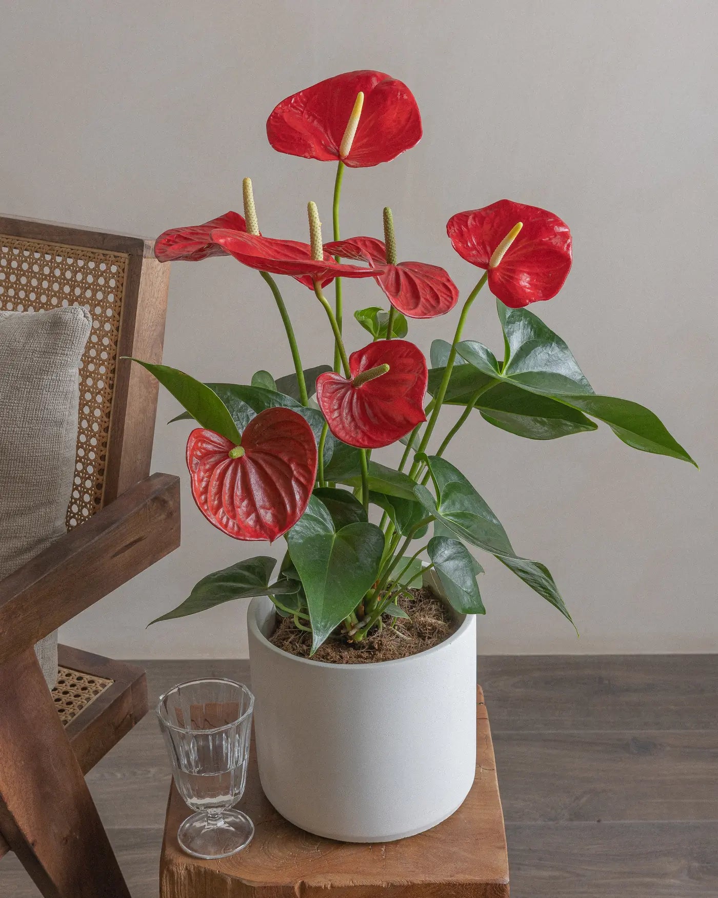 Flamingo-Red-70cm-40cm-Circle-Chalk-White-Plntd-Lifestyle