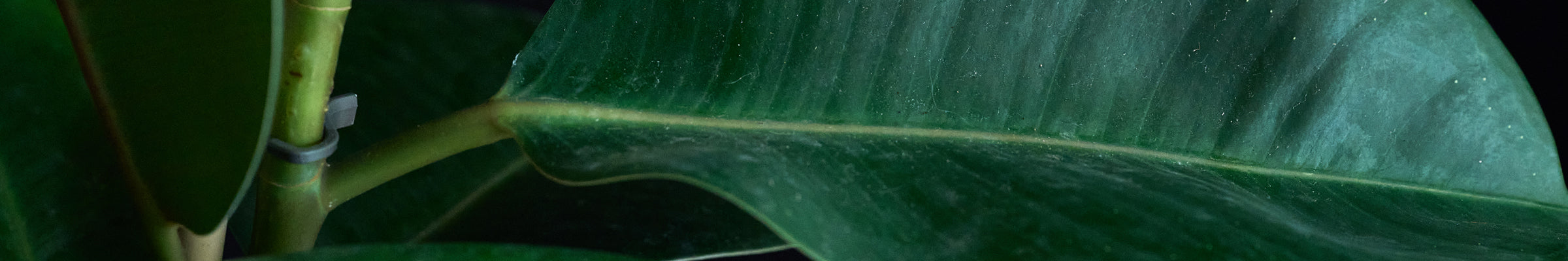 Up close macro shot of rubber tree plant leaf