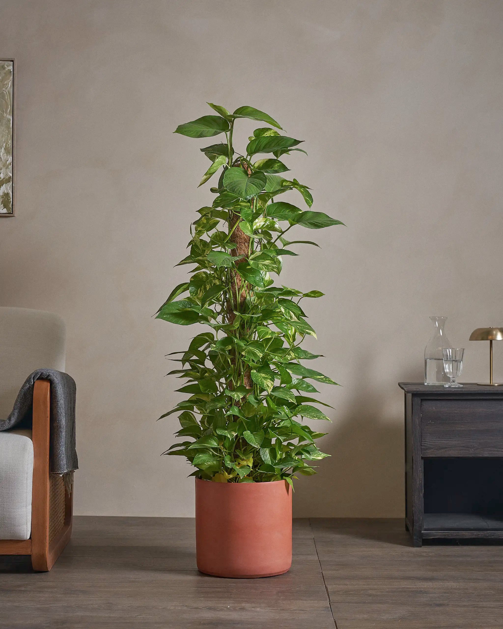 Golden-Pothos-Money-Plant-120cm-Circle-Corvan-Red-Plntd-Lifestyle-20