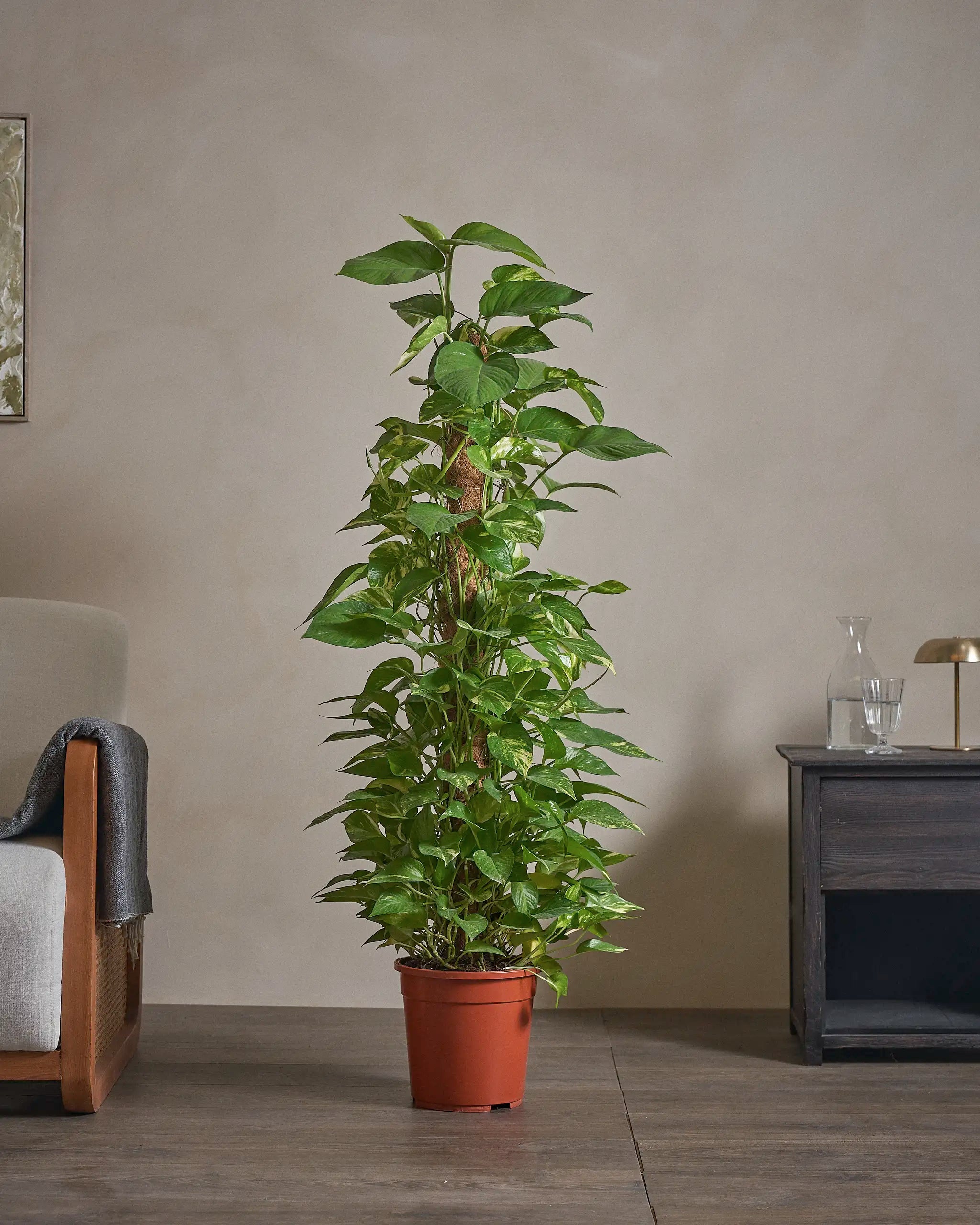 Golden-Pothos-Money-Plant-120cm-Nursery-Pot-Charcoal-Black-Plntd-Lifestyle-23