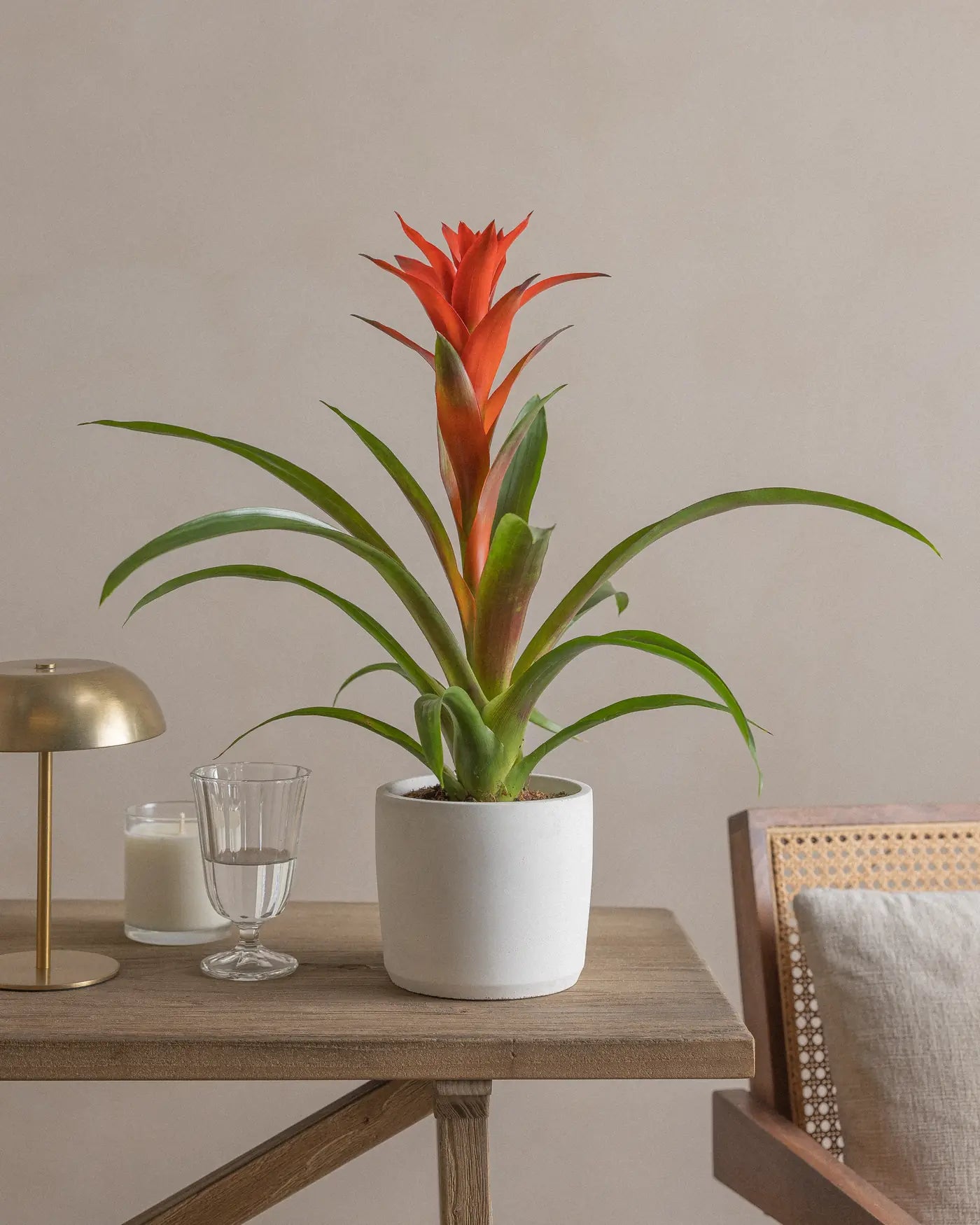 Light-Plant-Plntd-Lifestyle