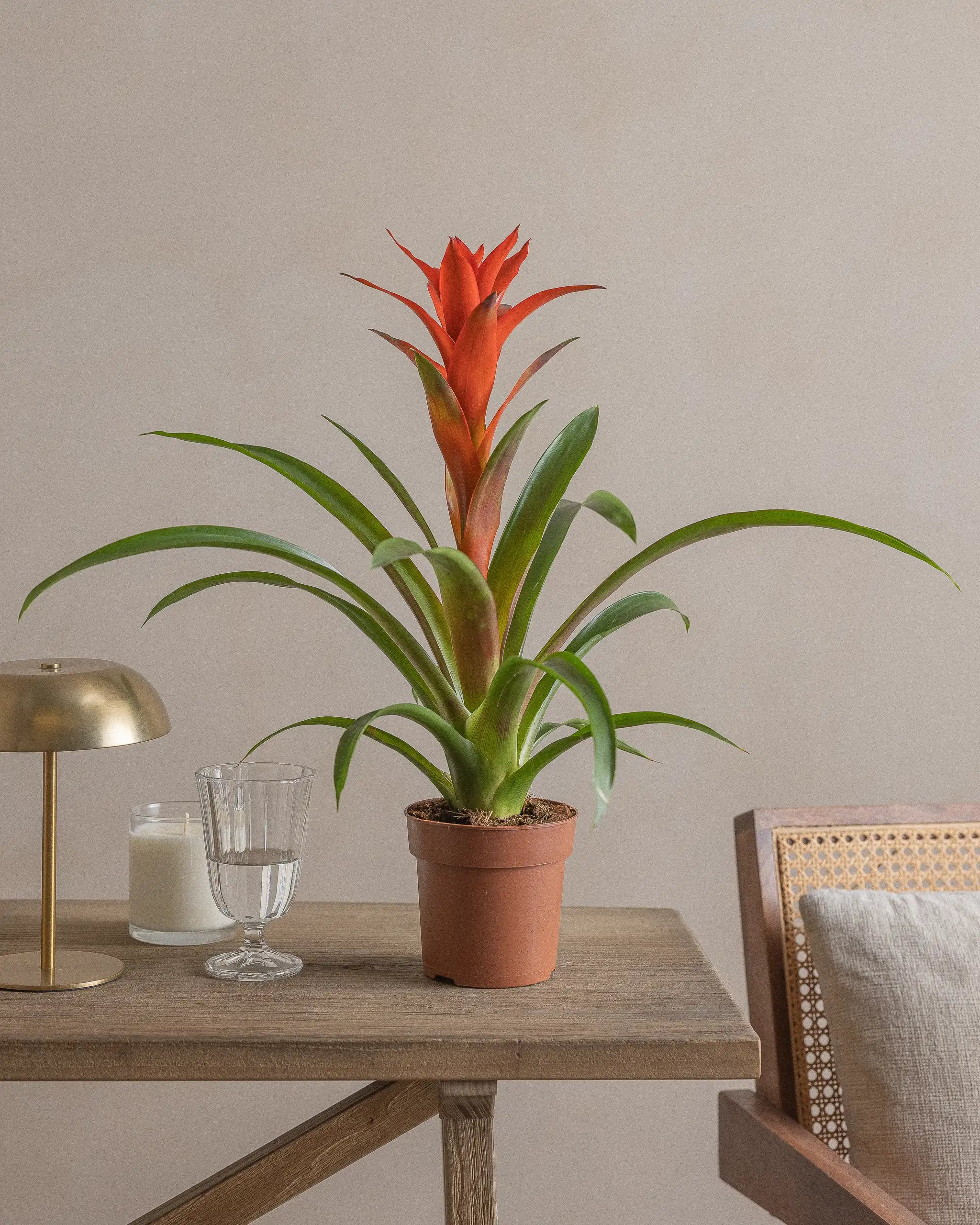 Light-Plant-Red-Nursery-Default-Plntd-Lifestyle