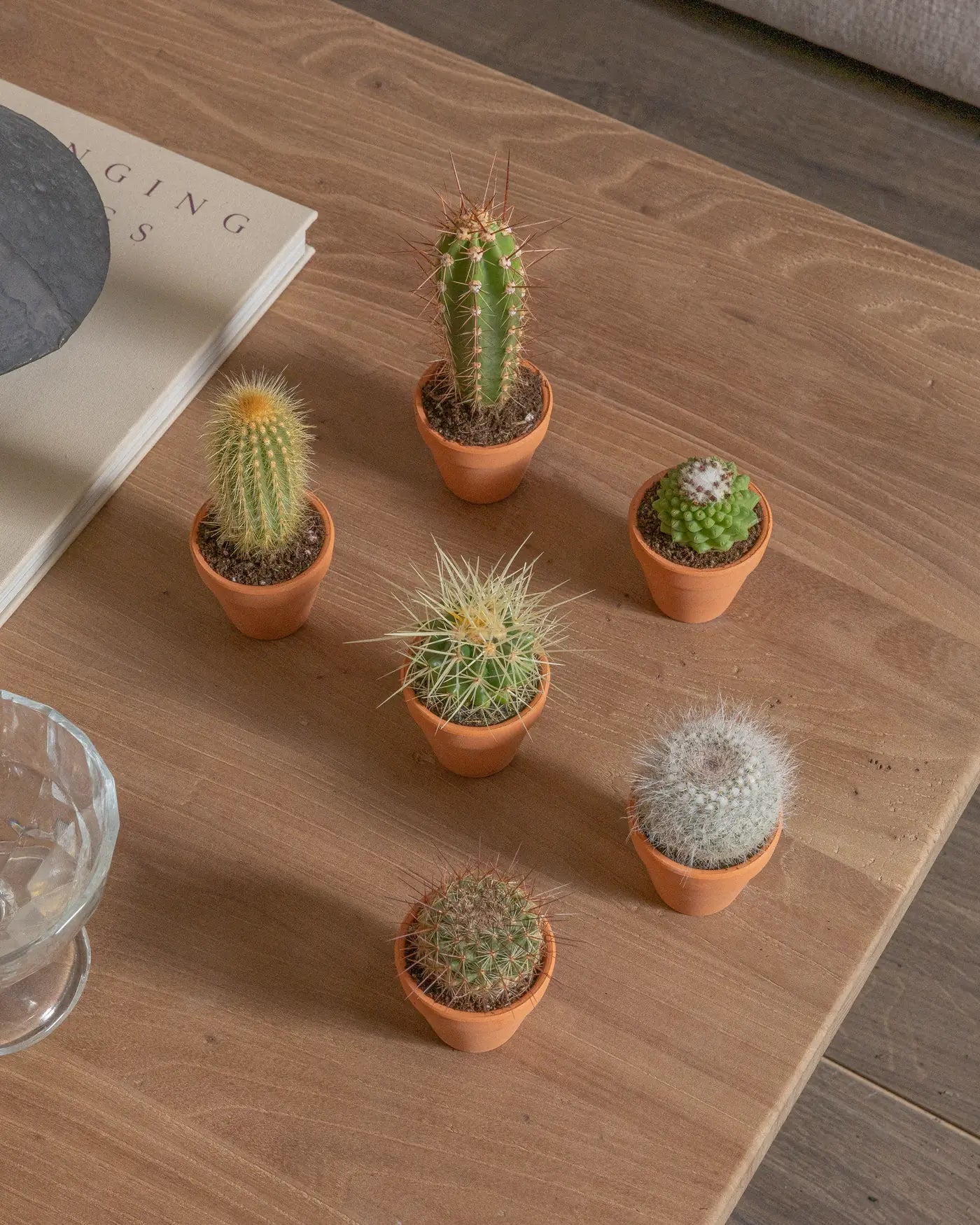 Micro-Set-Cacti-Six-Plntd-Lifestyle-5