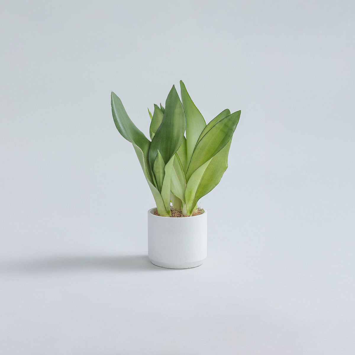 Mini-Moonshine-Snake-Plant-30cm-Circle-Chalk-White-Plntd-Lifestyle