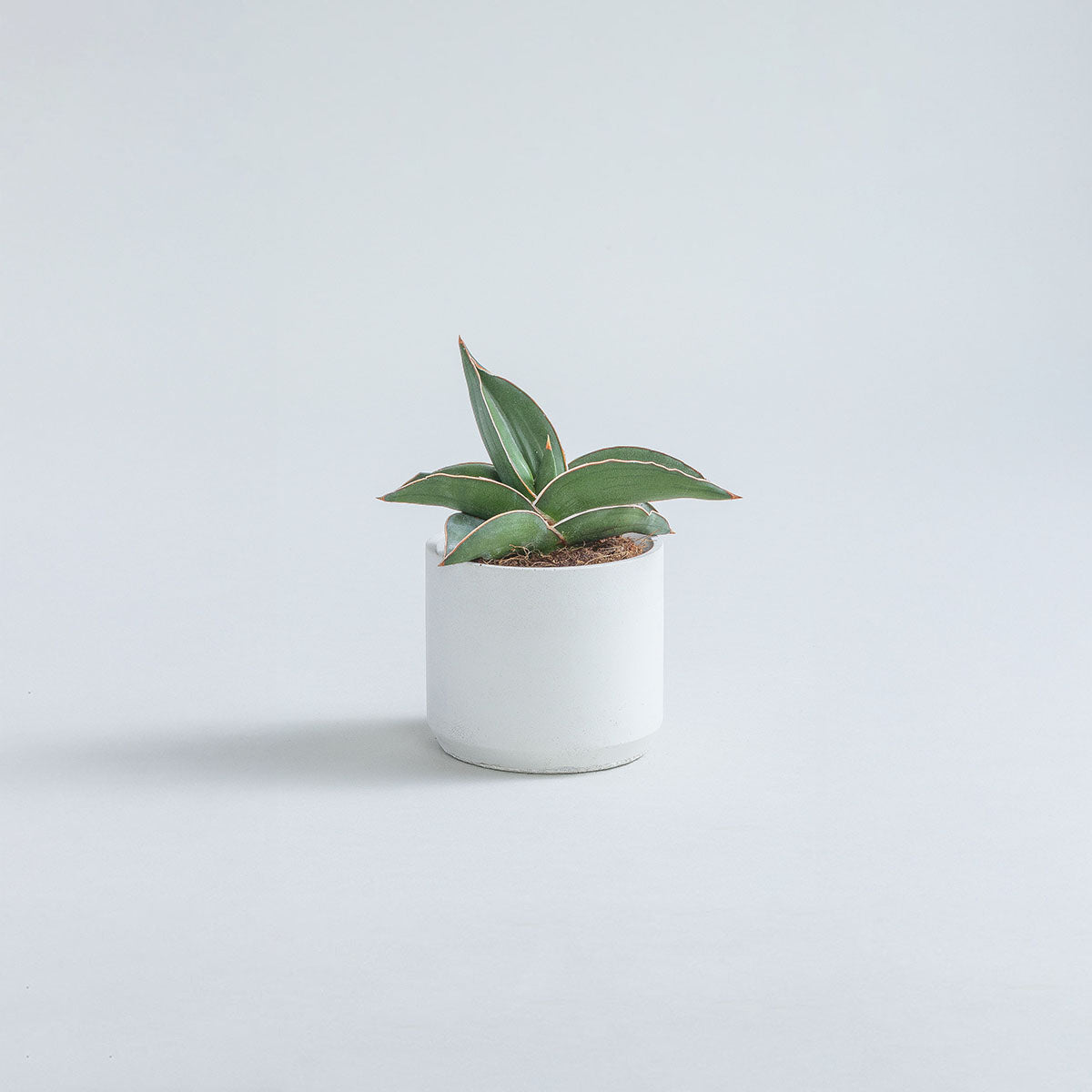 Mini-Samurai-Snake-Plant-Plntd-Lifestyle