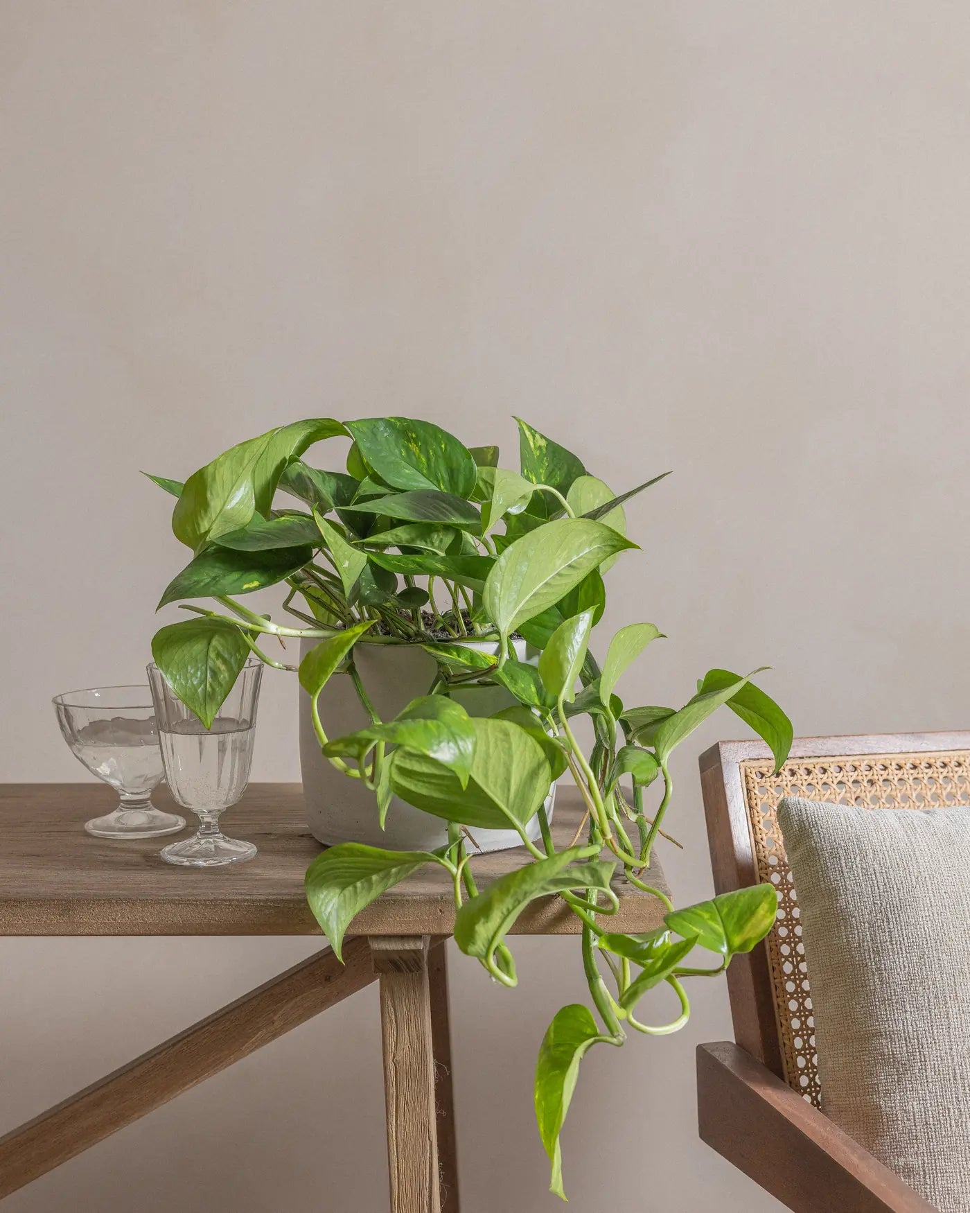 Money-Plant-50cm-Circle-Cement-Grey-Plntd-Lifestyle-13