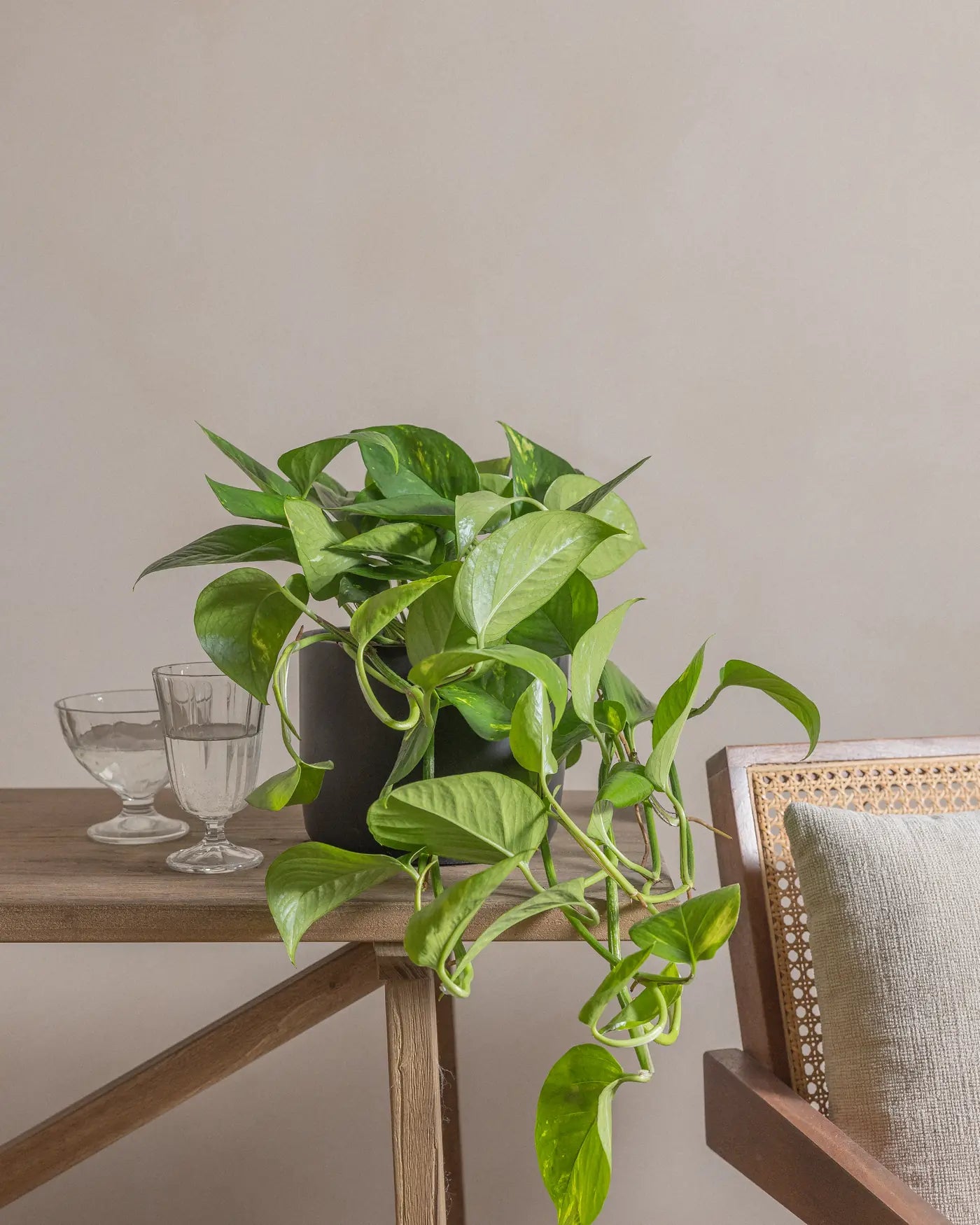 Money-Plant-50cm-Circle-Charcoal-Black-Plntd-Lifestyle-17