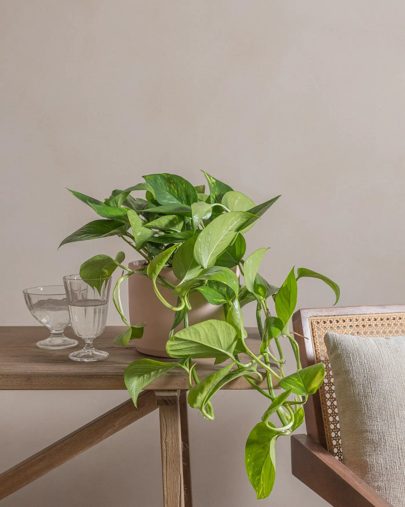 Money-Plant-50cm-Circle-Rose-Pink-Plntd-Lifestyle-12