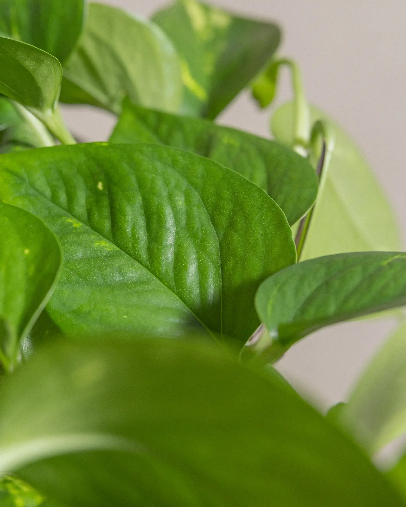 Money-Plant-Plntd-Macro-2_6c29a248