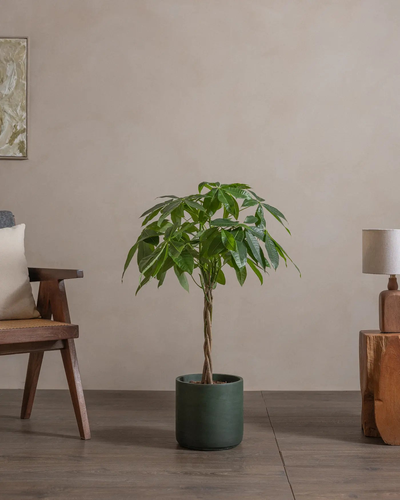 Money-Tree-110cm-Circle-Olive-Green-Plntd-Lifestyle-39