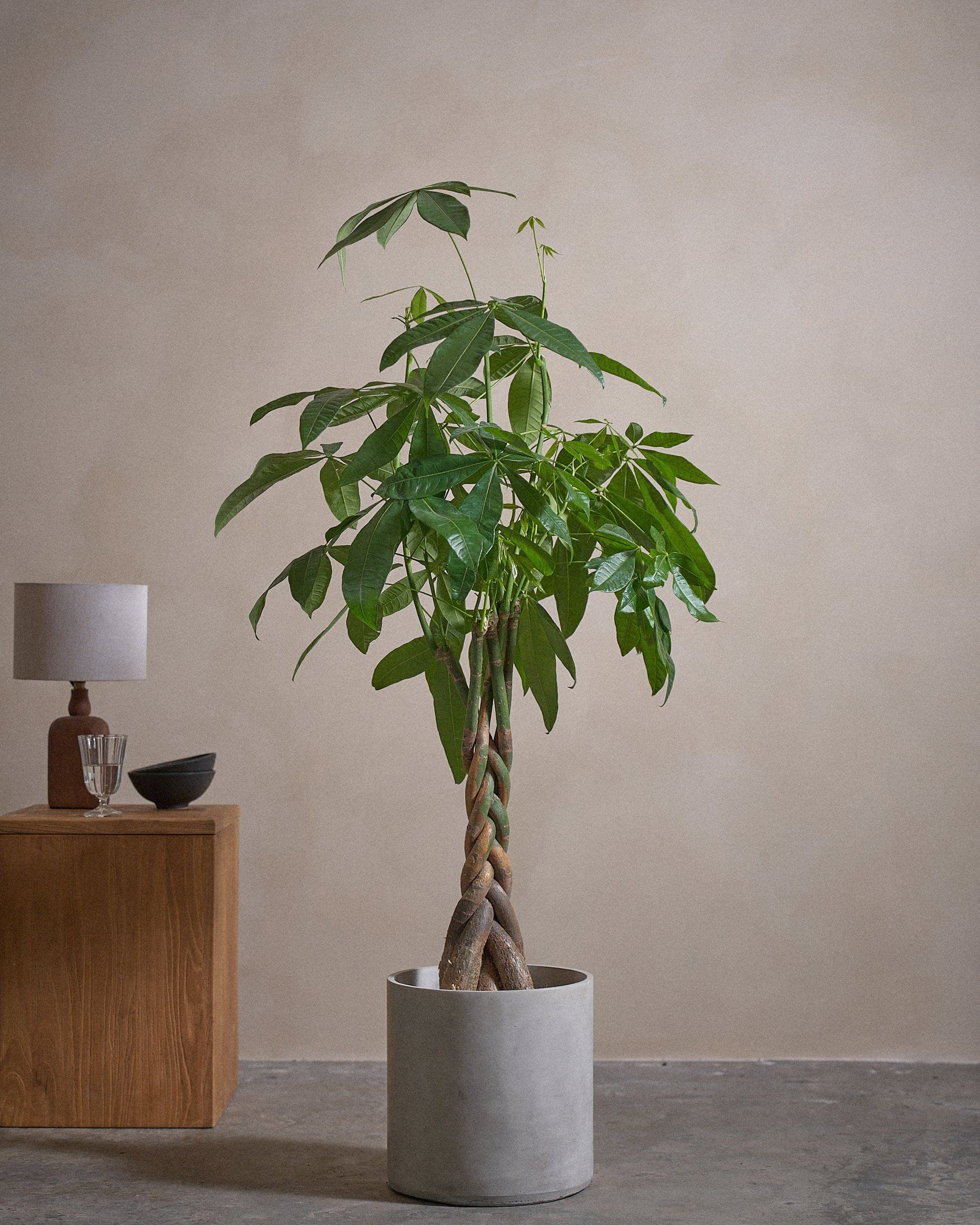 Money-Tree-150cm-Circle-Cement-Grey-Plntd-Lifestyle-41