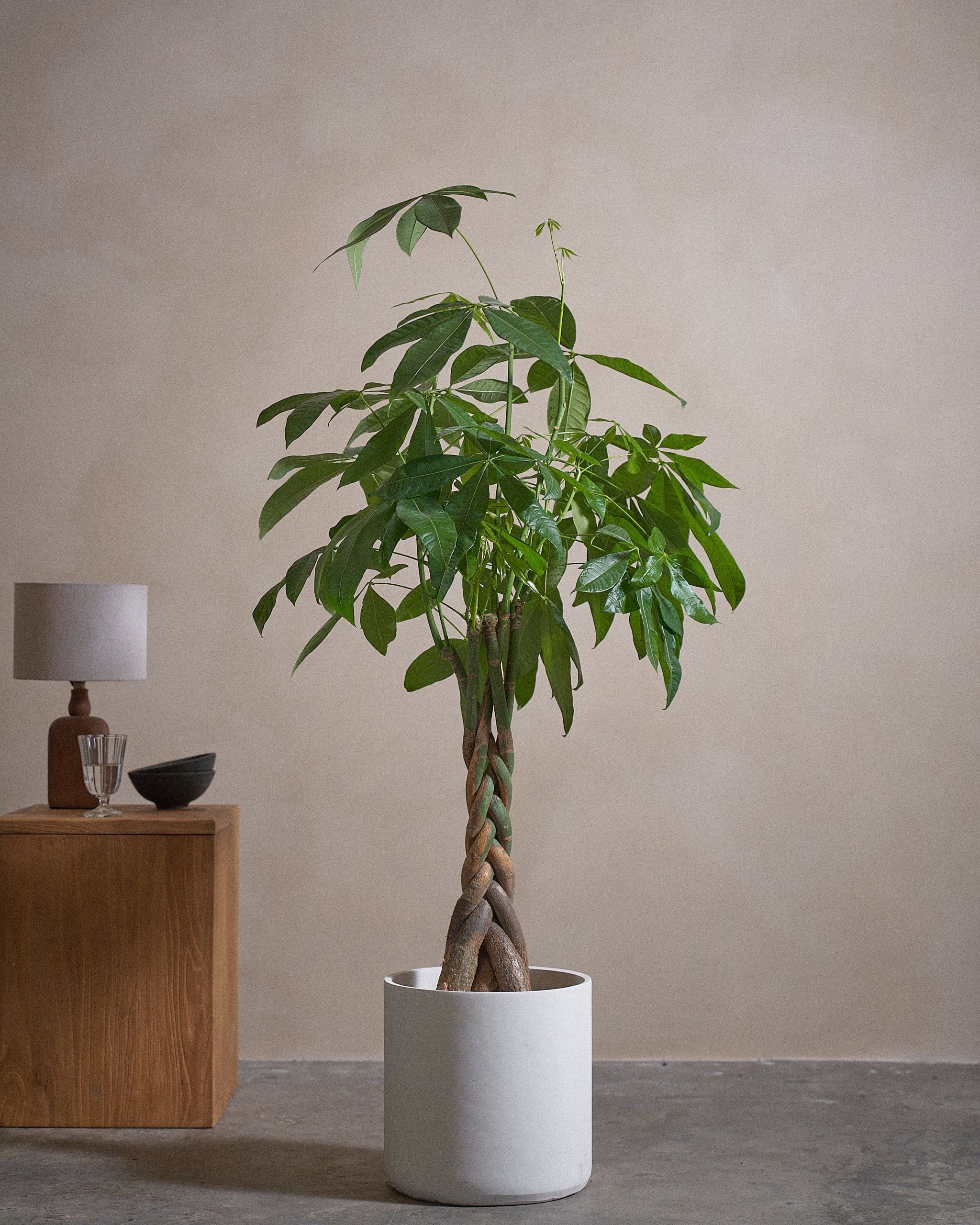 Money-Tree-150cm-Circle-Chalk-White-Plntd-Lifestyle-40