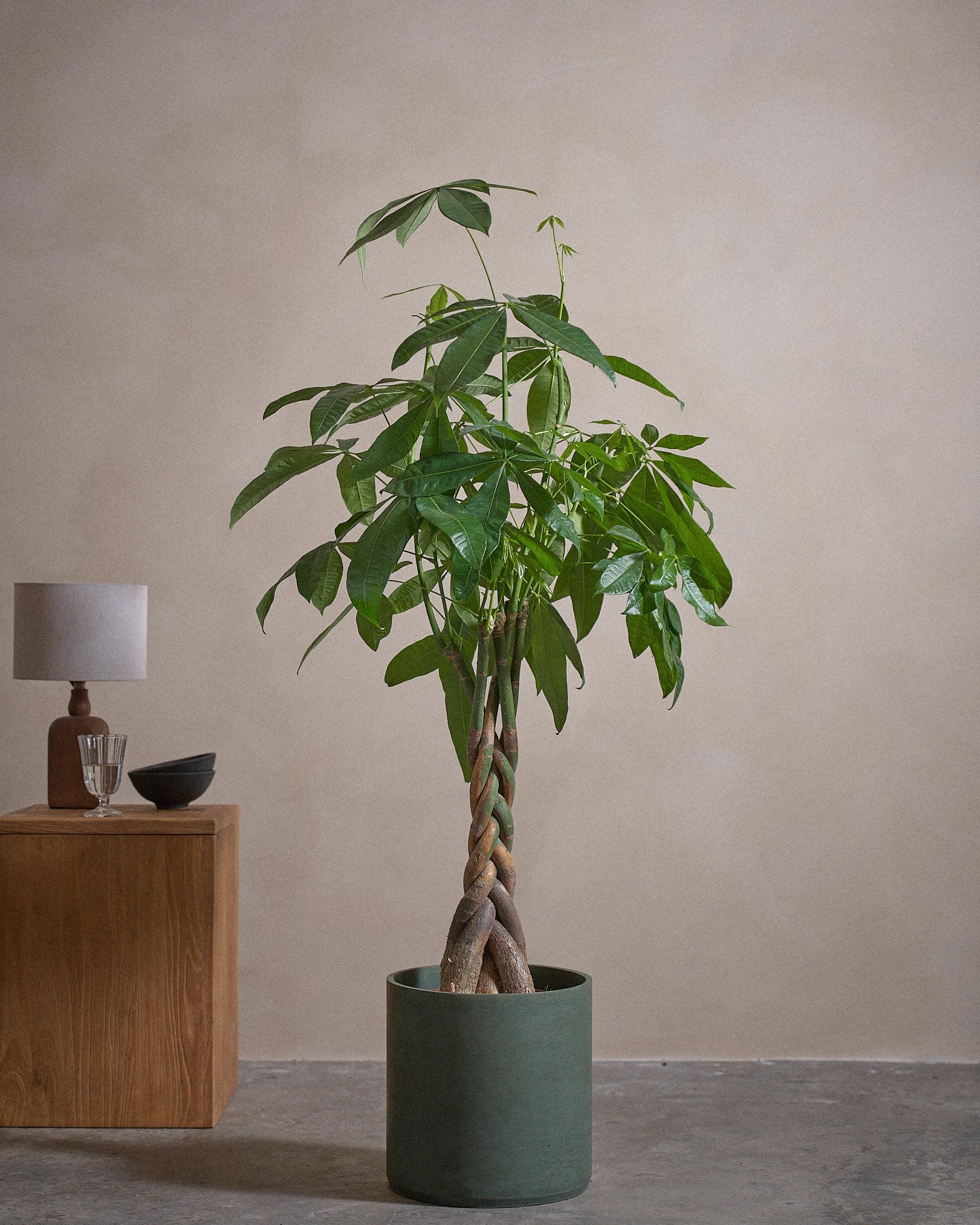 Money-Tree-150cm-Circle-Olive-Green-Plntd-Lifestyle-44