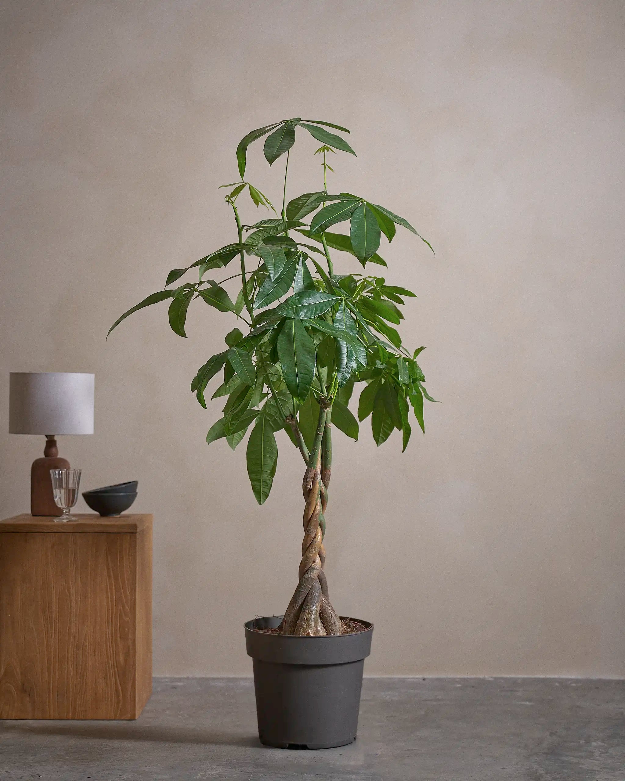 Money-Tree-150cm-Nursery-Default-Plntd-Lifestyle-41