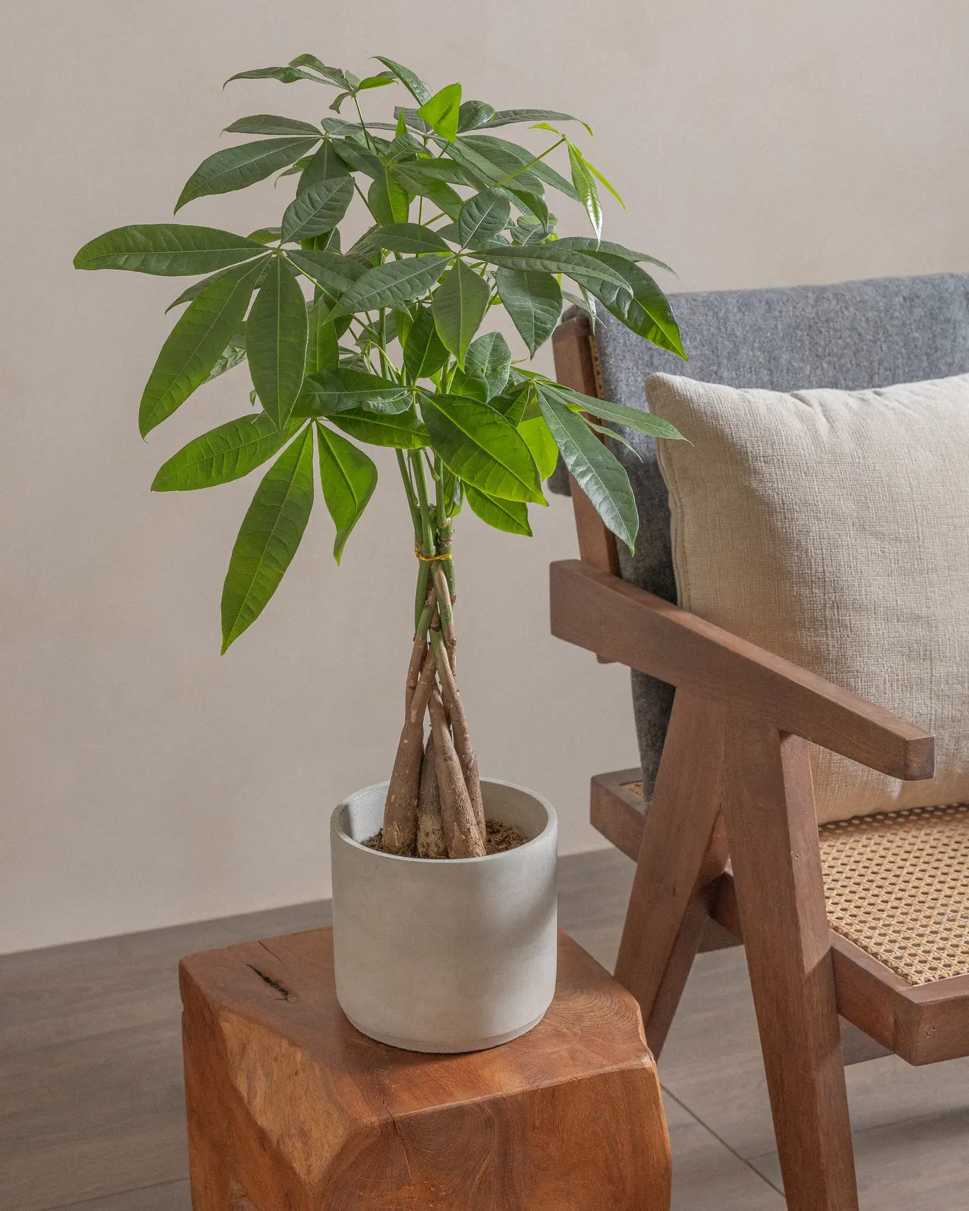 Money-Tree-40cm-Circle-Cement-Grey-Plntd-Lifestyle-5