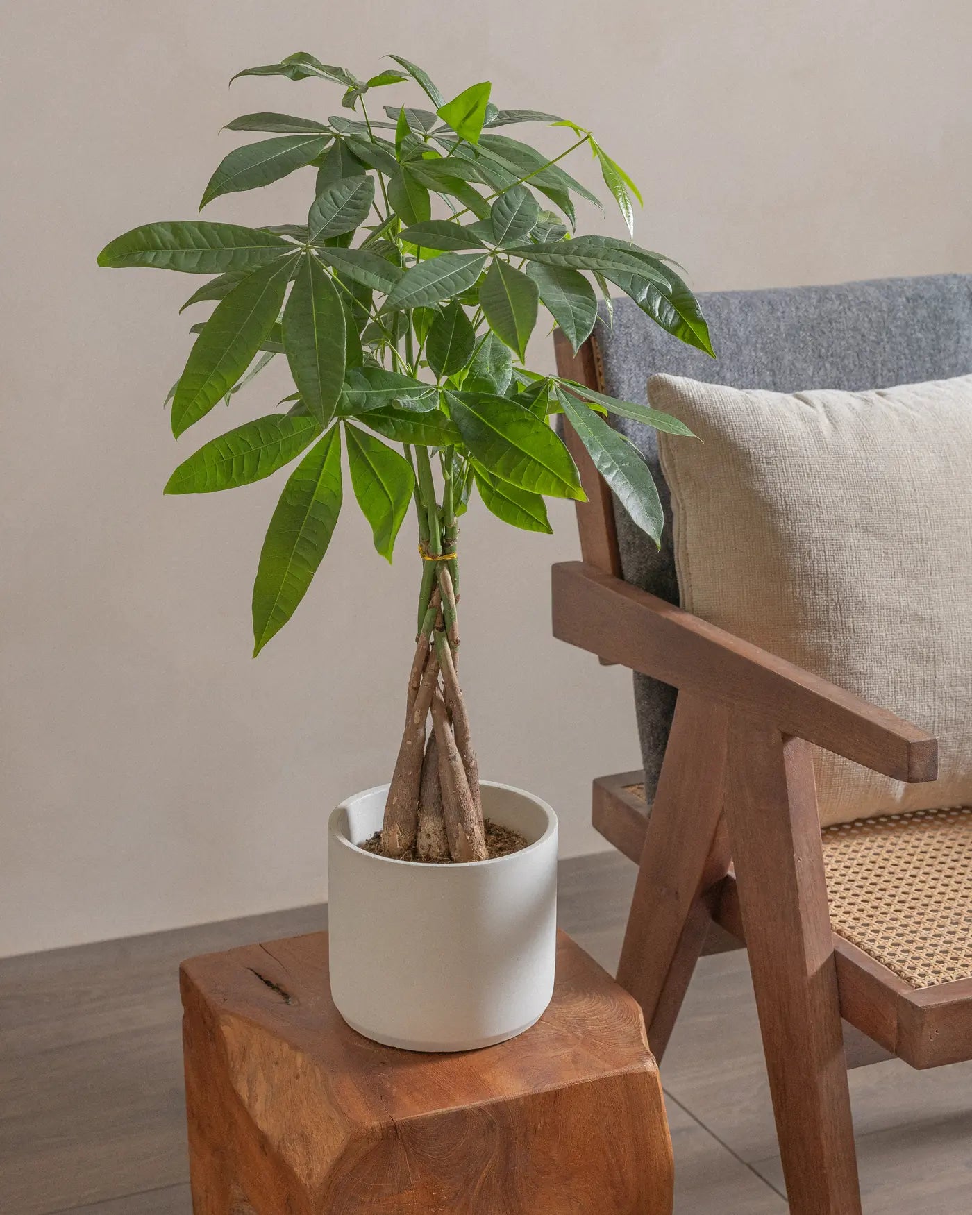 Money-Tree-40cm-Circle-Chalk-White-Plntd-Lifestyle_f0cf8836