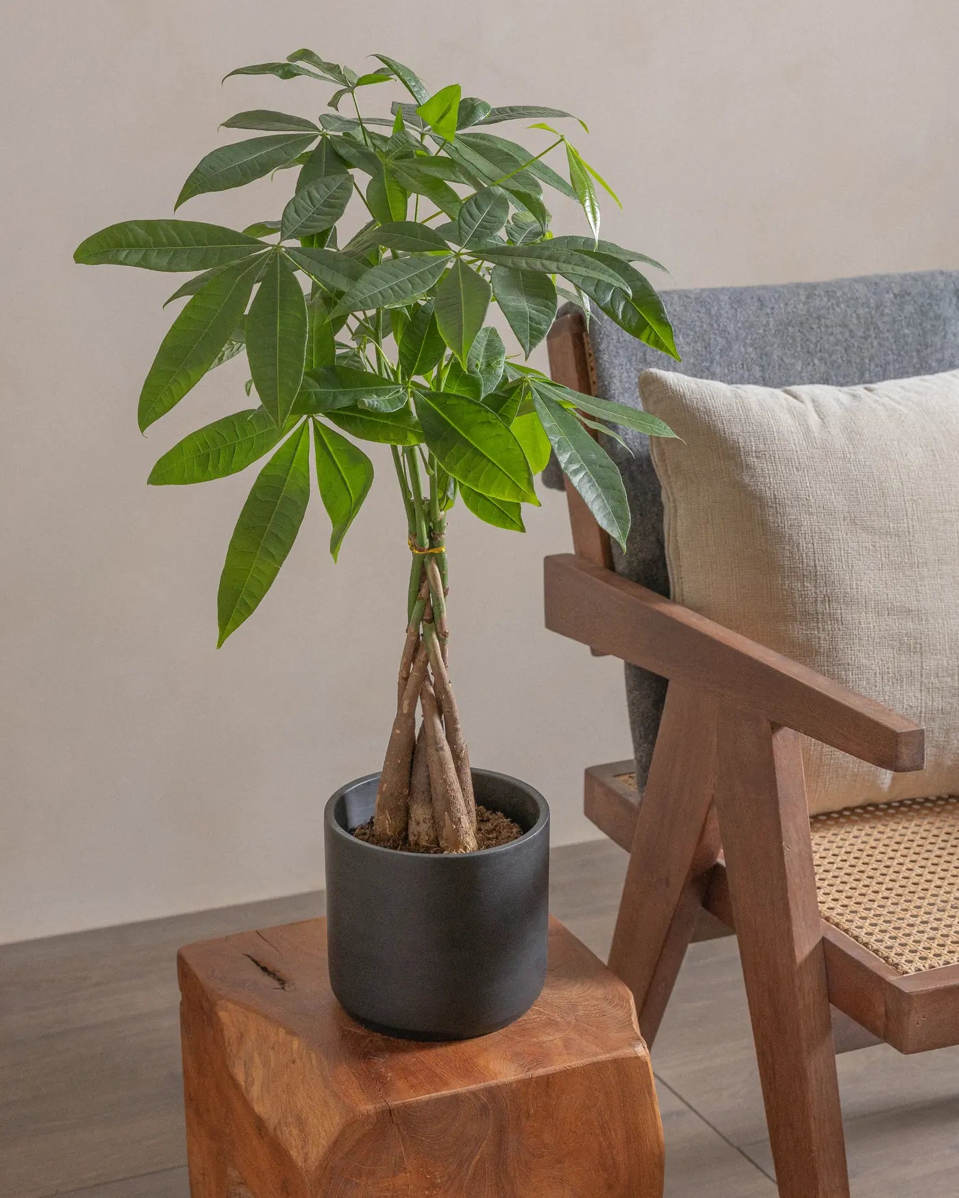 Money-Tree-40cm-Circle-Charcoal-Black-Plntd-Lifestyle-8