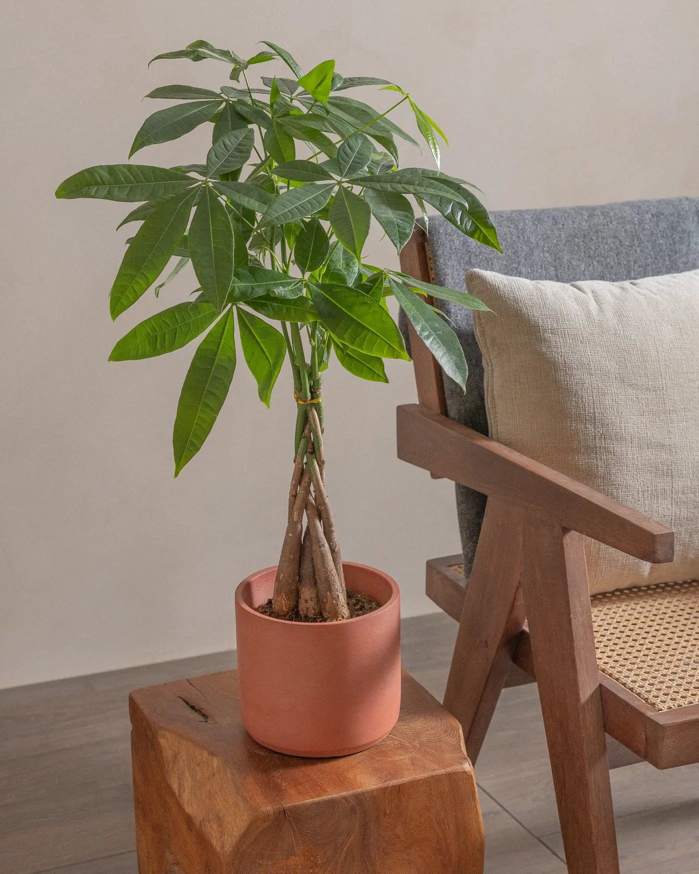 Money-Tree-40cm-Circle-Corvan-Red-Plntd-Lifestyle-6