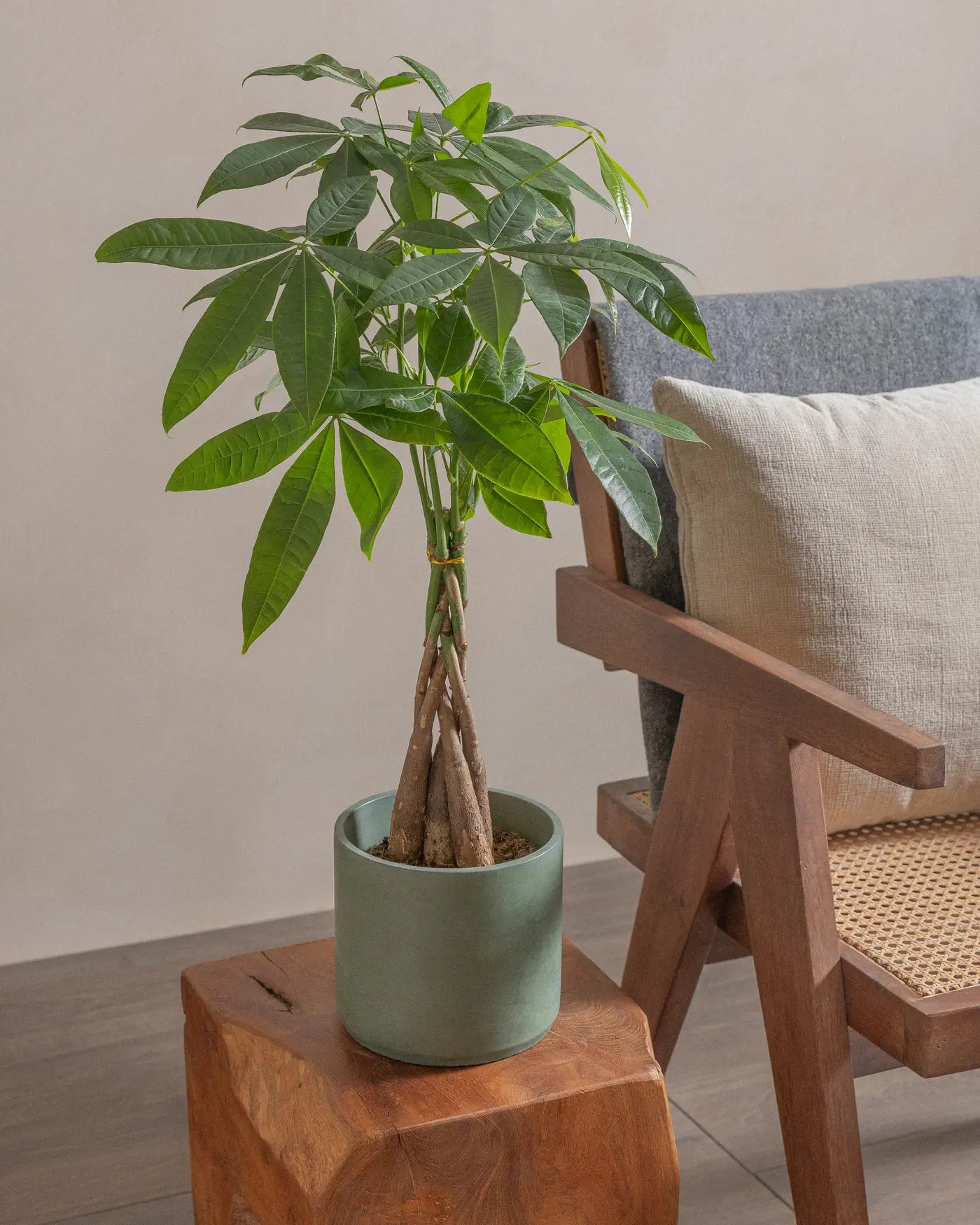 Money-Tree-40cm-Circle-Olive-Green-Plntd-Lifestyle-7