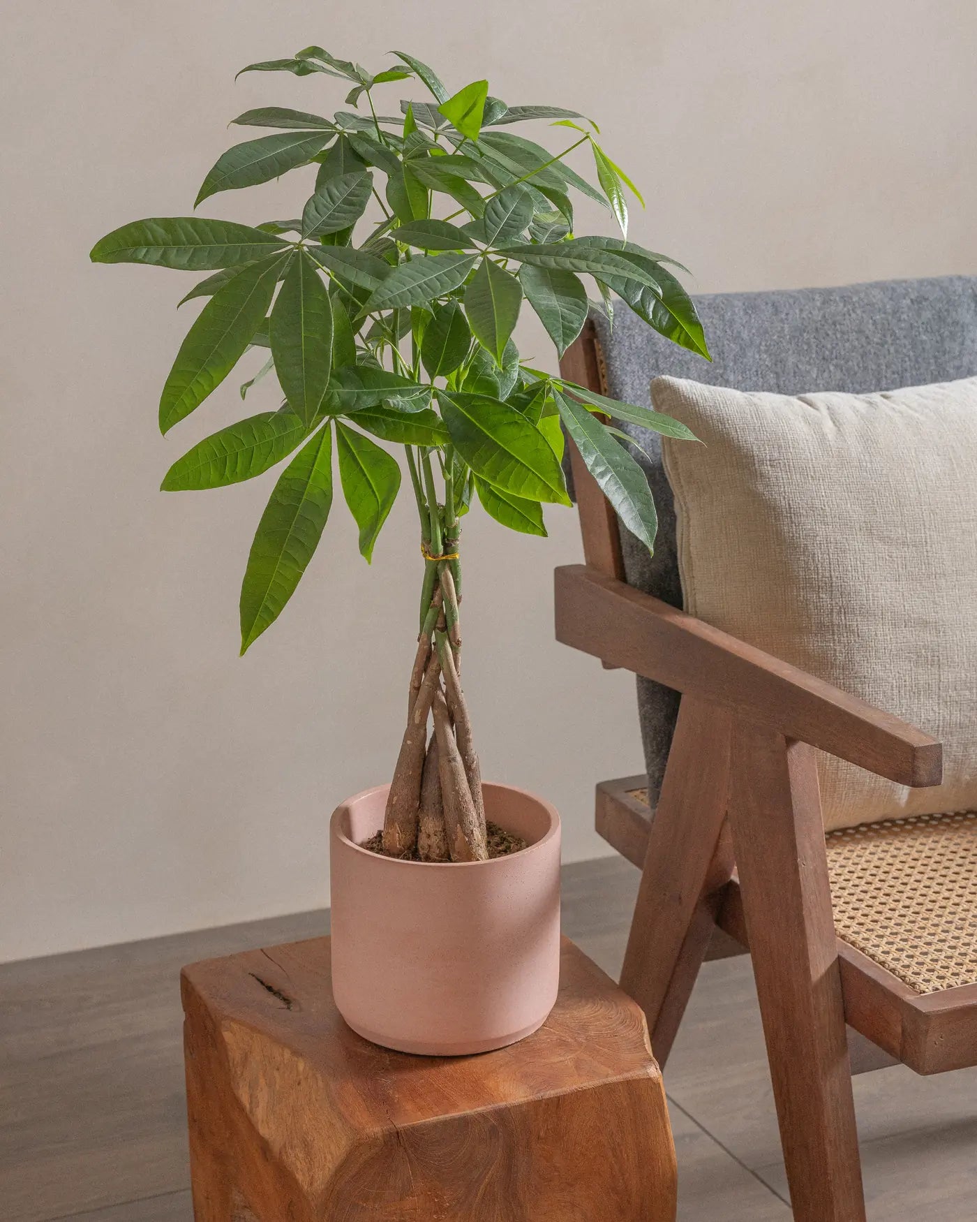 Money-Tree-40cm-Circle-Rose-Pink-Plntd-Lifestyle-4