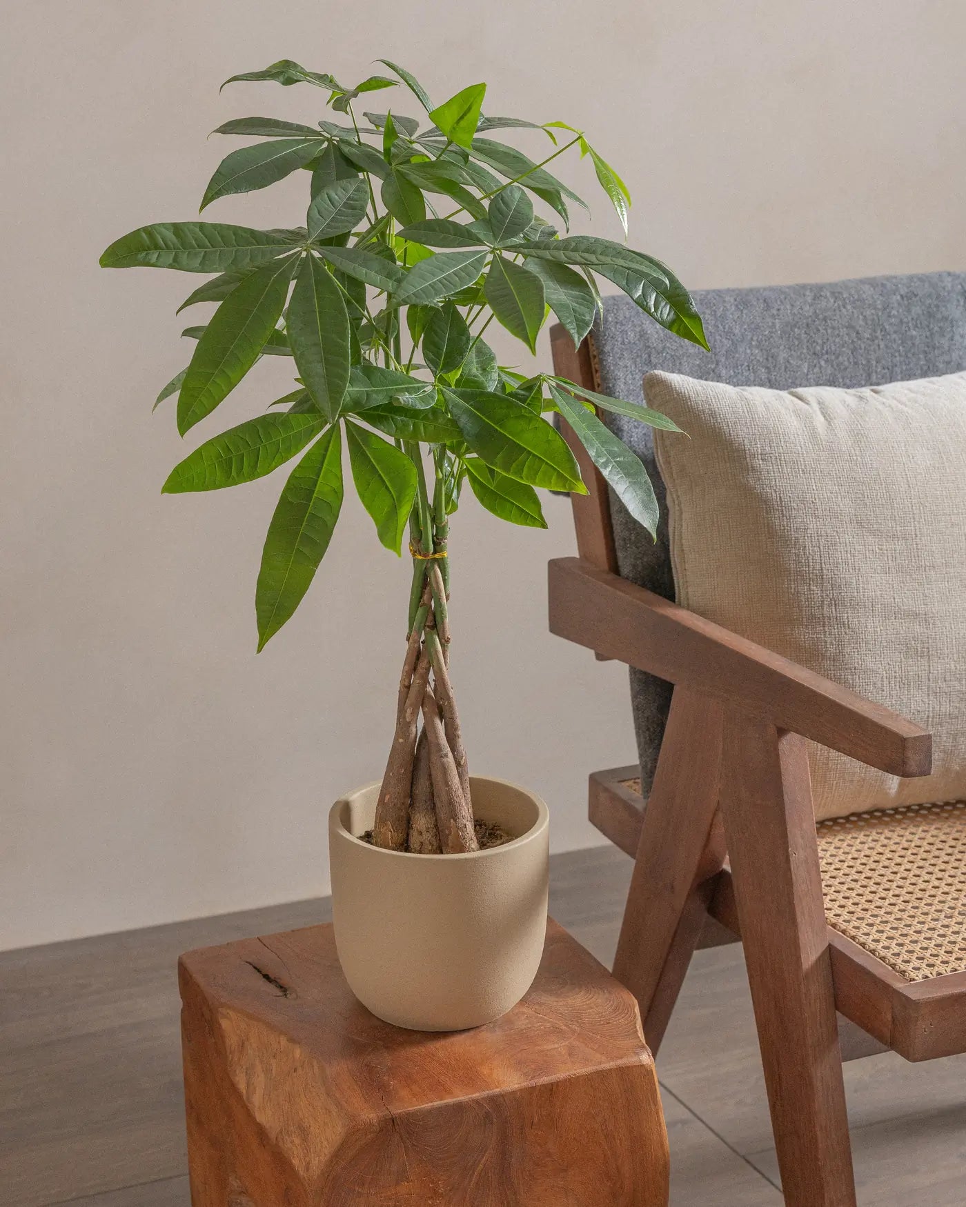 Money-Tree-40cm-Round-Sand-Plntd-Lifestyle-13