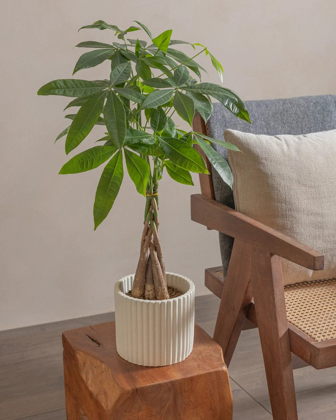 Money-Tree-40cm-Runic-Chalk-White-Plntd-Lifestyle-14