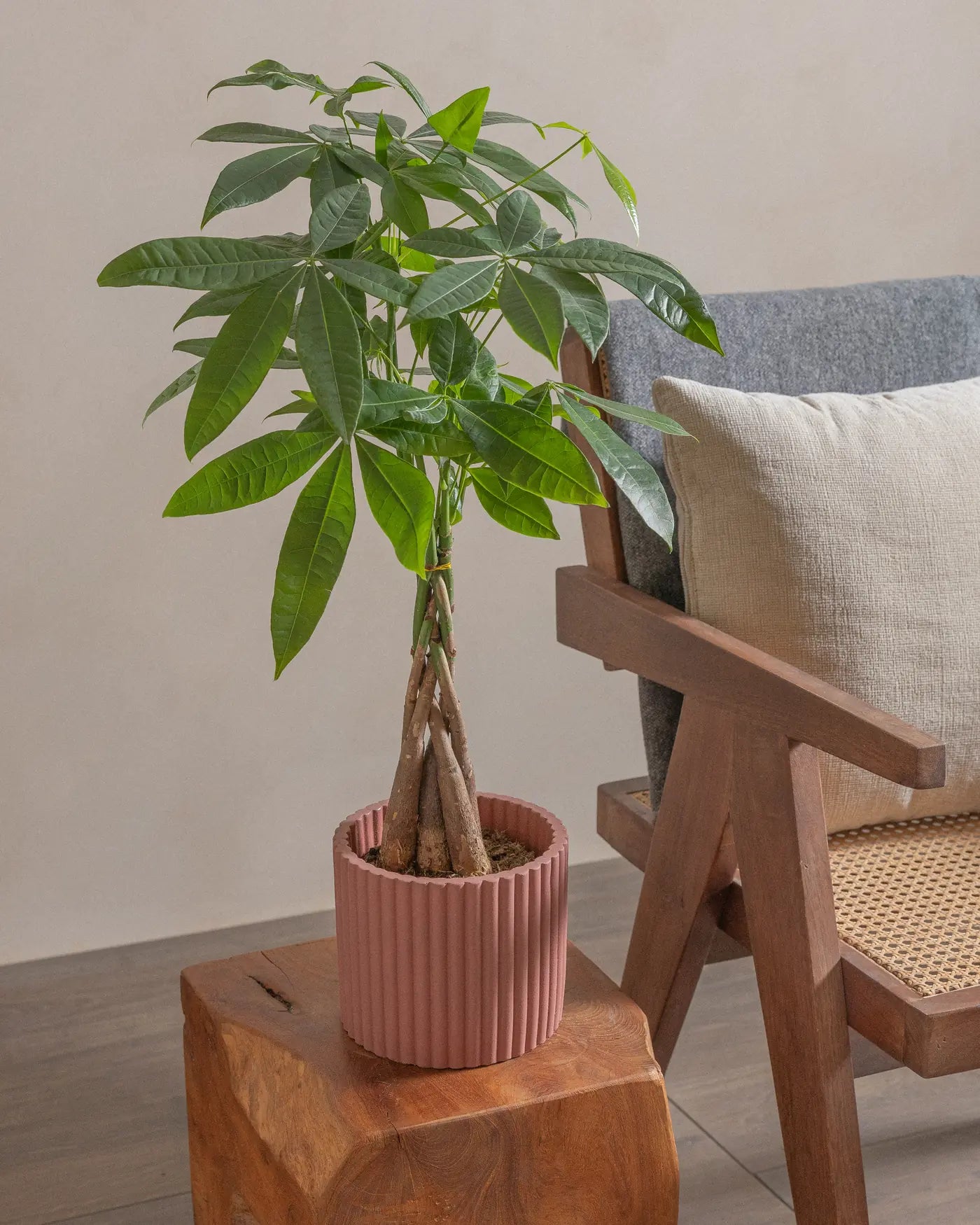 Money-Tree-40cm-Runic-Old-Red-Plntd-Lifestyle-16