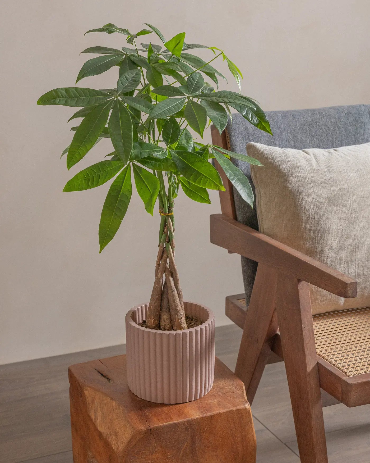 Money-Tree-40cm-Runic-Rose-Pink-Plntd-Lifestyle-15