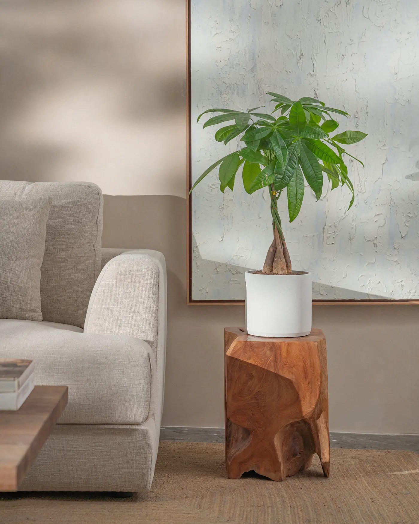 Money-Tree-70cm-Circle-Chalk-White-Plntd-Lifestyle-25