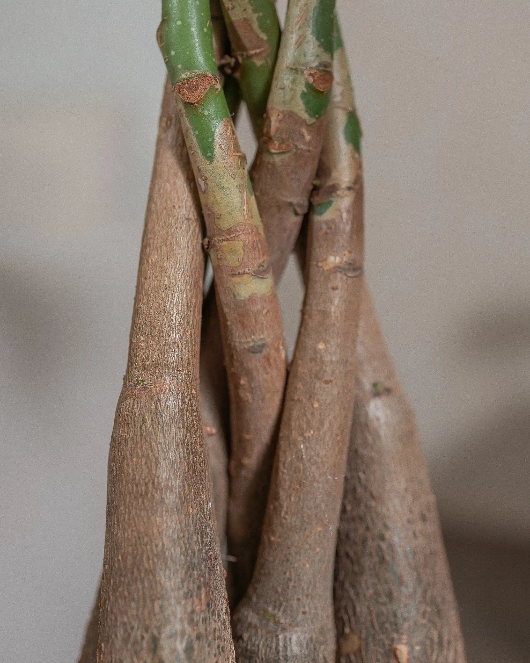 Money-Tree-Plntd-Macro-65