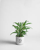 Naskh-Potted-Plant-Furry-Feather-Plntd-Seamless-4