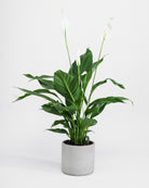 Peace-Lily-60cm-Circle-Cement-Grey-Plntd-Seamless-56