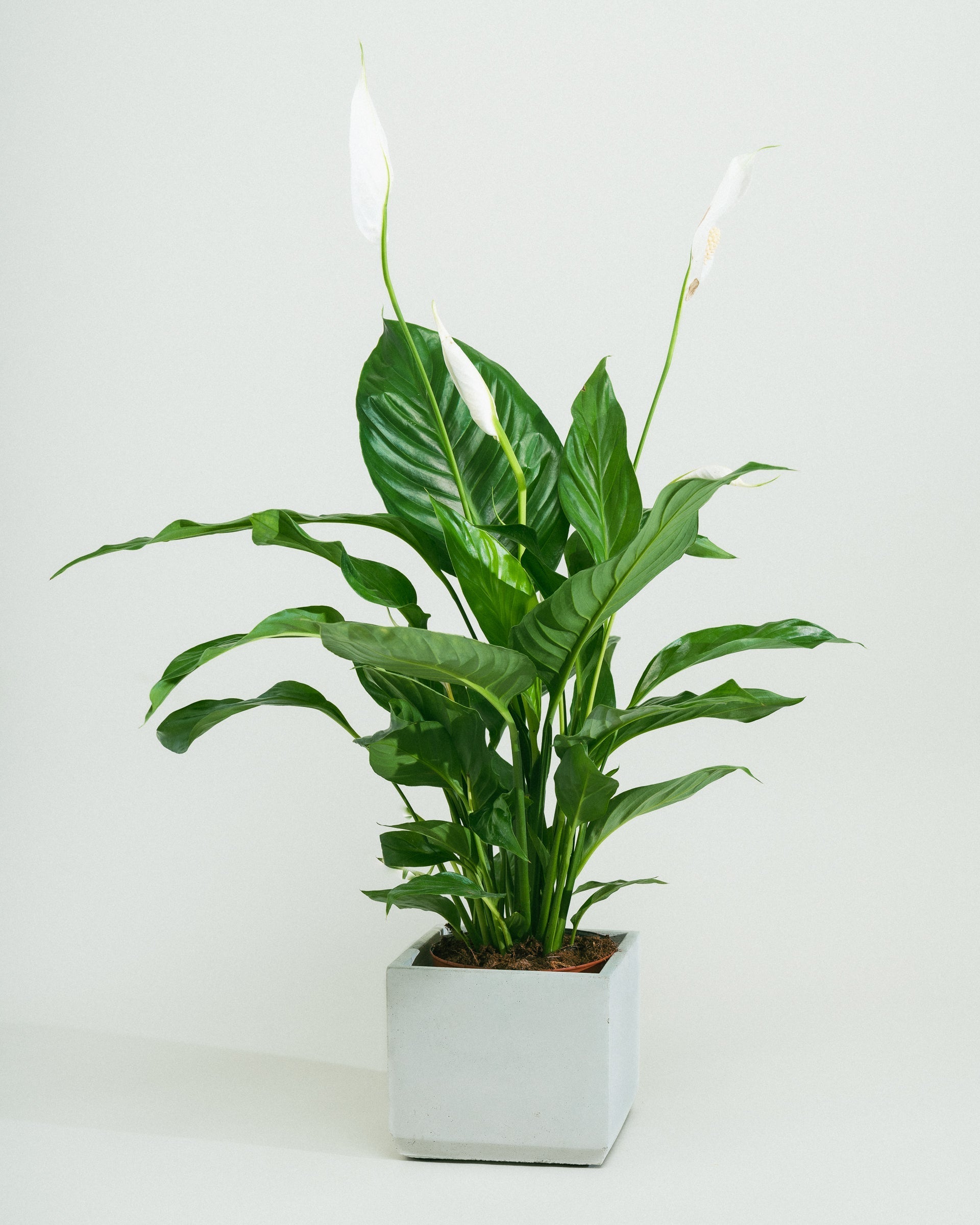 Peace-Lily-60cm-Square-Cement-Grey-Plntd-Seamless-66