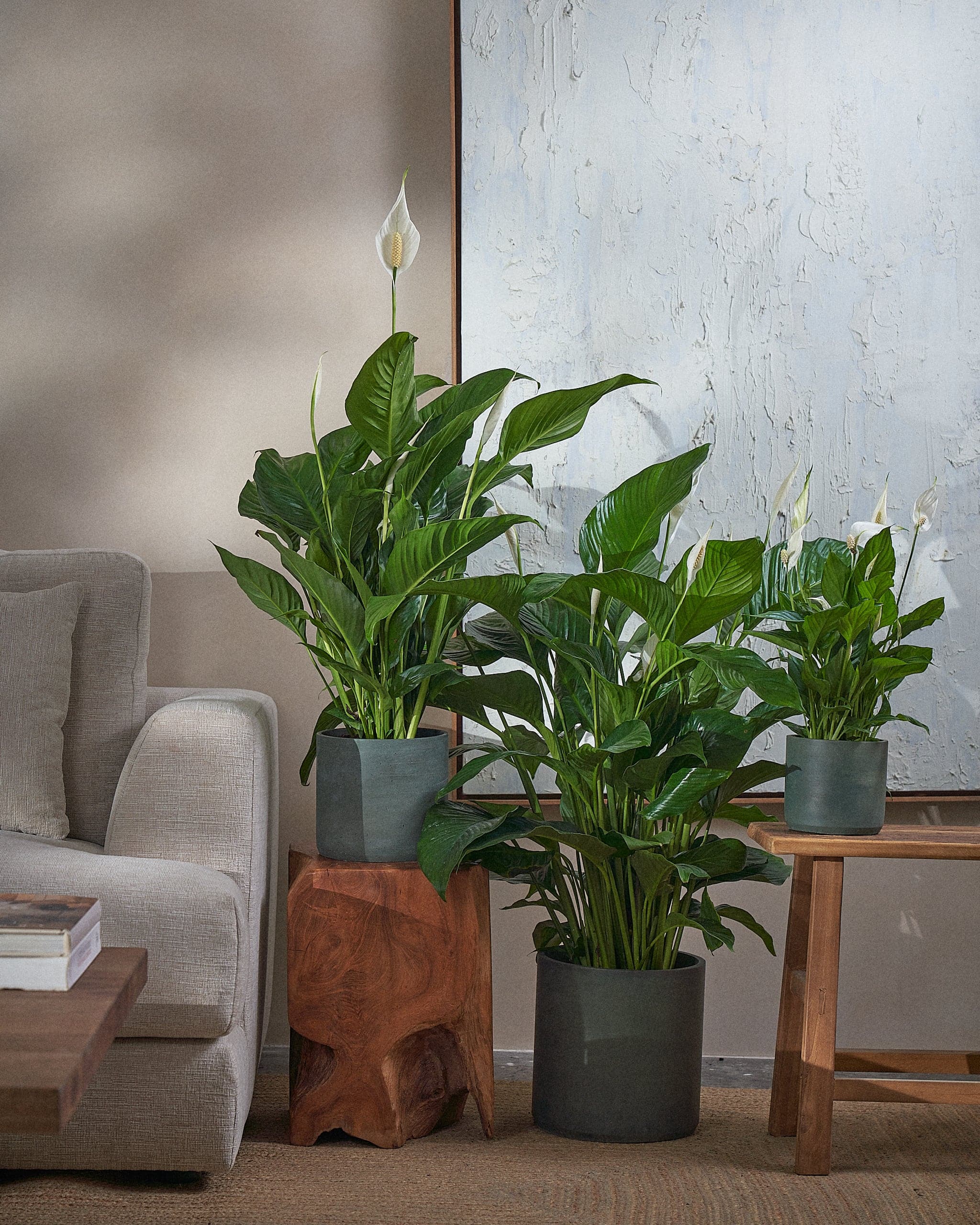 Peace-Lily-Plntd-Group