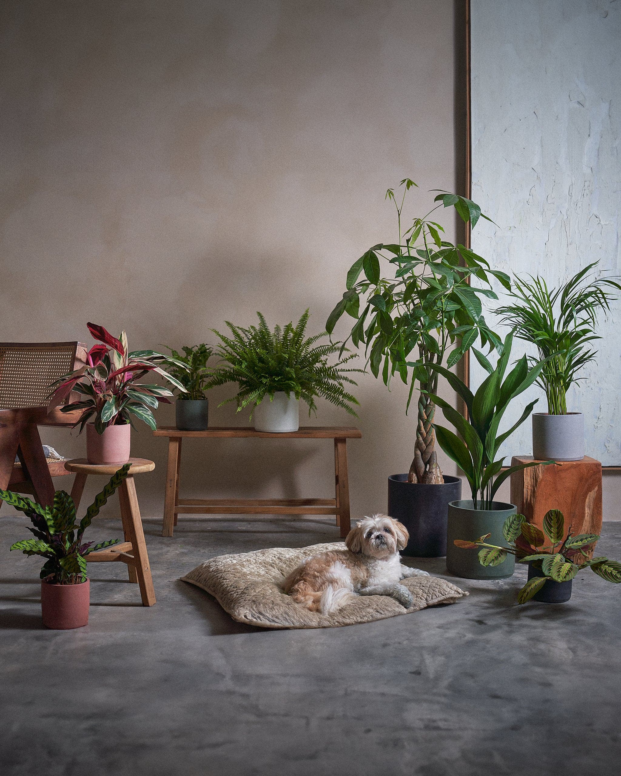 Pets-Jungle-30cm-120cm-Circle-All-Of-It-Plntd-Lifestyle