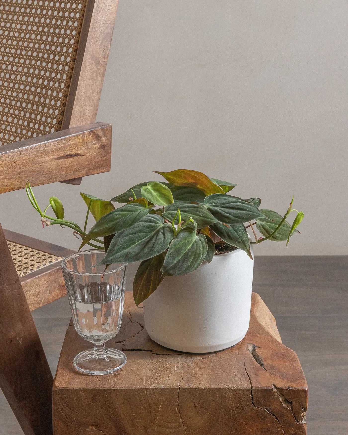 Philodendron-Micans-30cm-Circle-Chalk-White-Plntd-Lifestyle