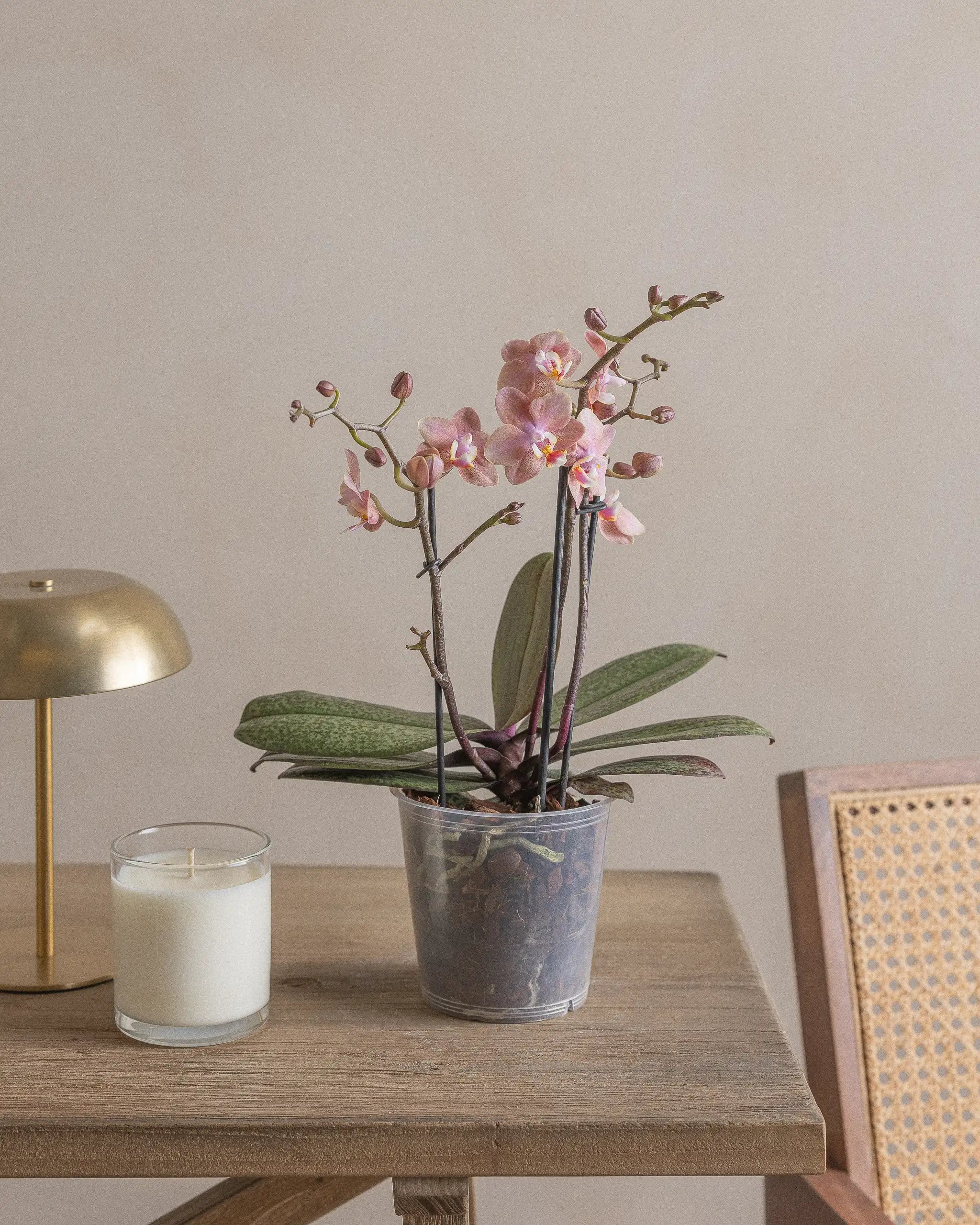 Pink-Orchid-40cm-Nursery-Default-Plntd-Lifestyle