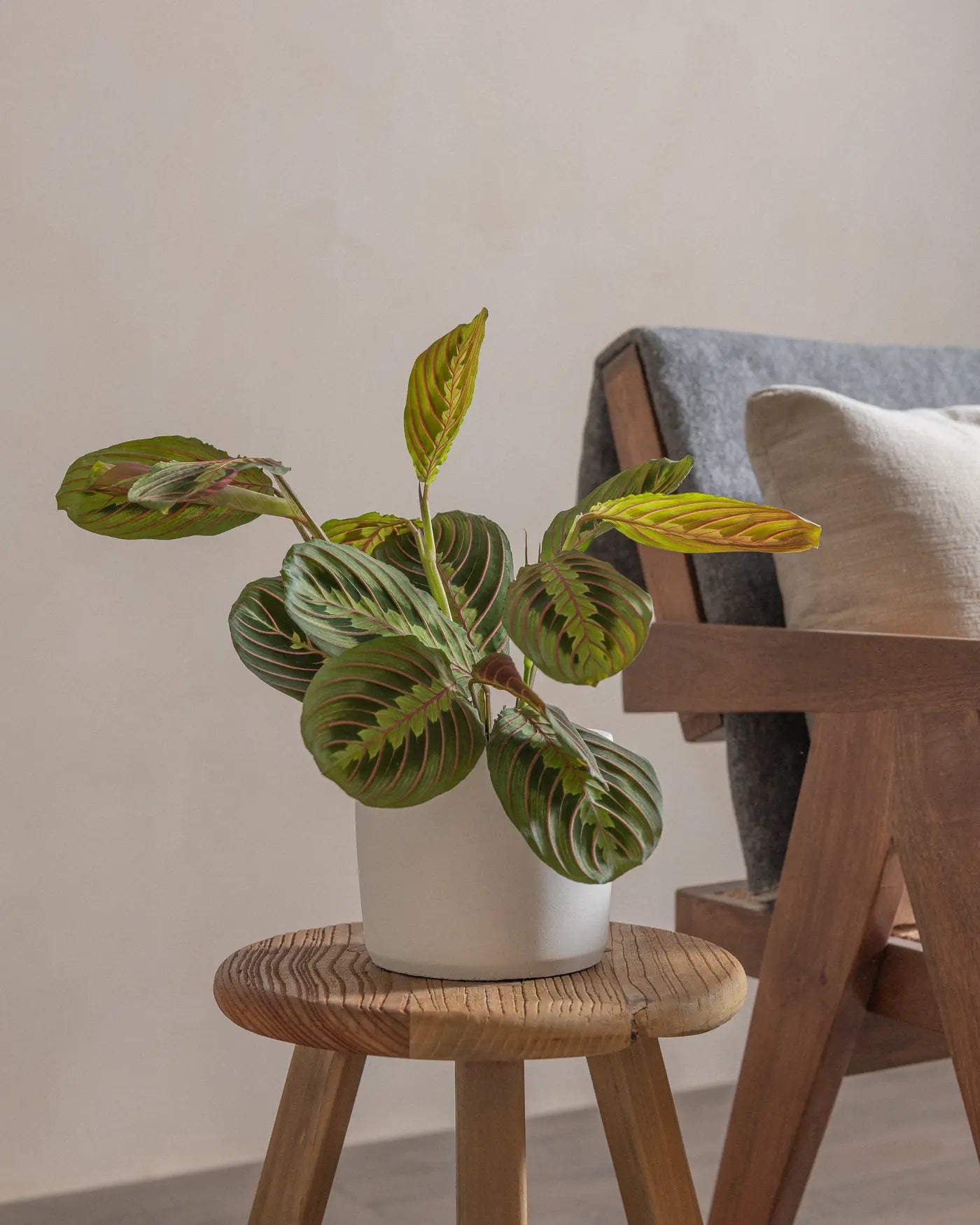 Prayer-Plant-Plntd-Lifestyle