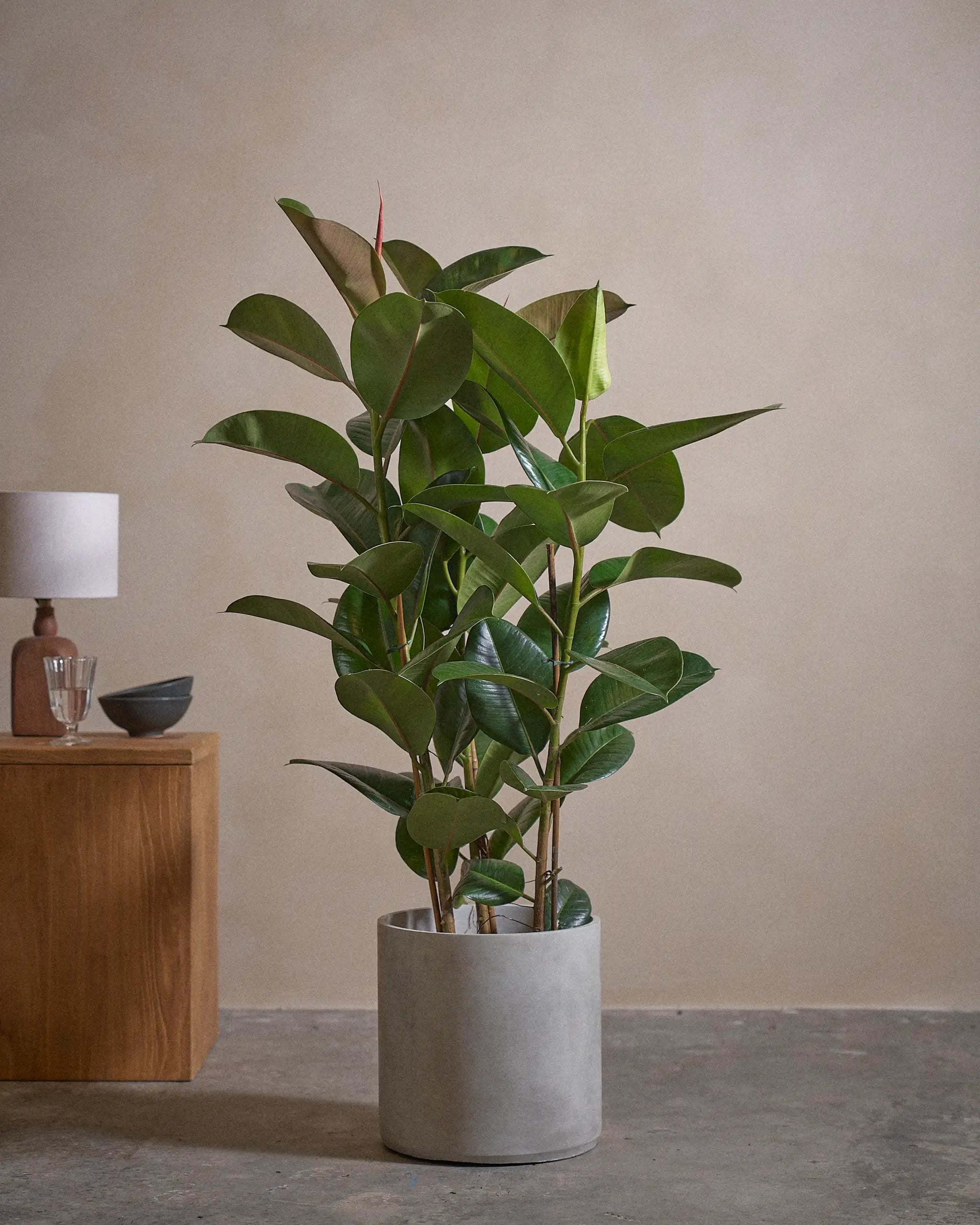 Rubber-Tree-120cm-Circle-Cement-Grey-Plntd-Lifestyle-49